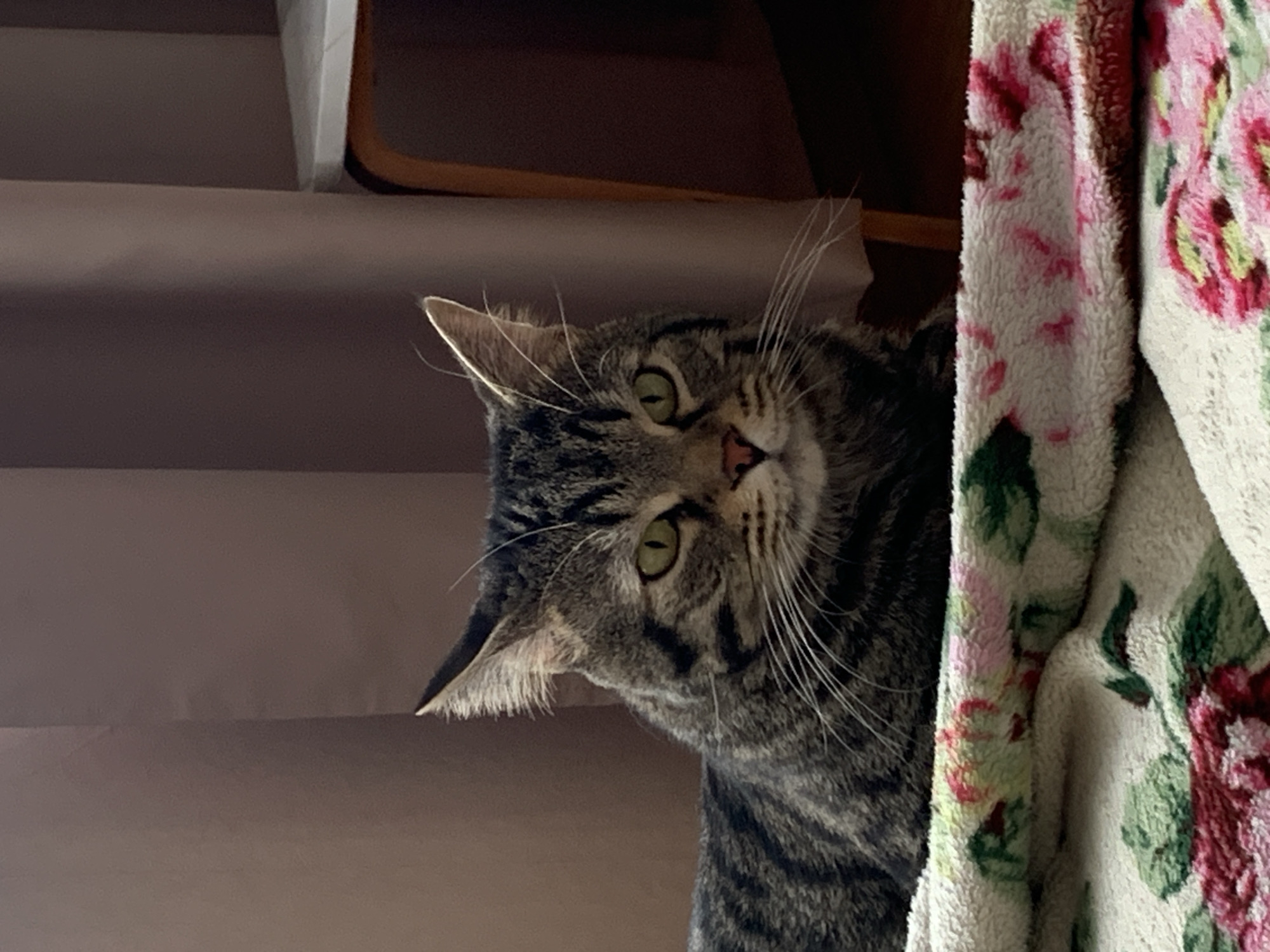 An eye-level, medium shot captures a tabby cat with green eyes, lying on a white blanket with a floral pattern of pink and red roses. The cat is facing the viewer, with its head slightly tilted and its ears perked up. Its fur is a mix of grey, black, and brown stripes. The background consists of a dark brown curtain and a wooden chair with a white table on it. The lighting is soft, with shadows suggesting it is indoors. There are no people in the image. The scene is calm and domestic.