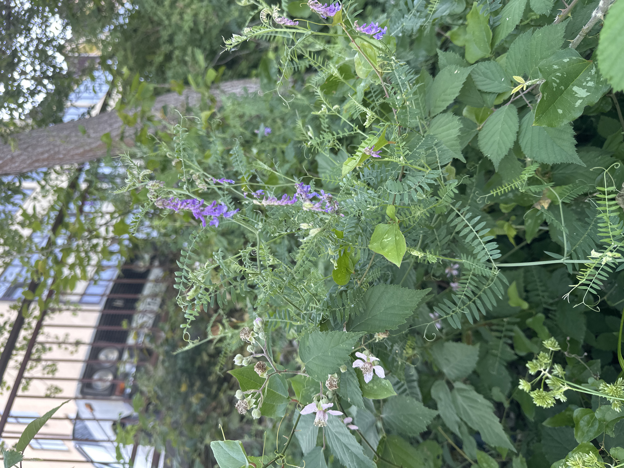 The image depicts a close-up view of lush green foliage in Verkhniy Yurt, Russia, with a blurred background. In the foreground, various plants are visible, including some with small, delicate pinkish-white flowers, and others with clusters of tiny green buds. There are also thin, wispy stalks adorned with small purple flowers, characteristic of wild vetch or a similar plant. The leaves are predominantly a deep green, with some showing signs of wear and tear. Among the greenery, a thorny vine is partially visible, suggesting a wild or overgrown area. In the background, a section of a building with windows and a rusted metal fence is out of focus. Further back and slightly to the left, the front of a white vehicle, possibly an older model car or van, is discernible through the fence and vegetation, with its headlights and grille visible. The overall impression is one of natural growth encroaching on an urban or semi-urban environment.