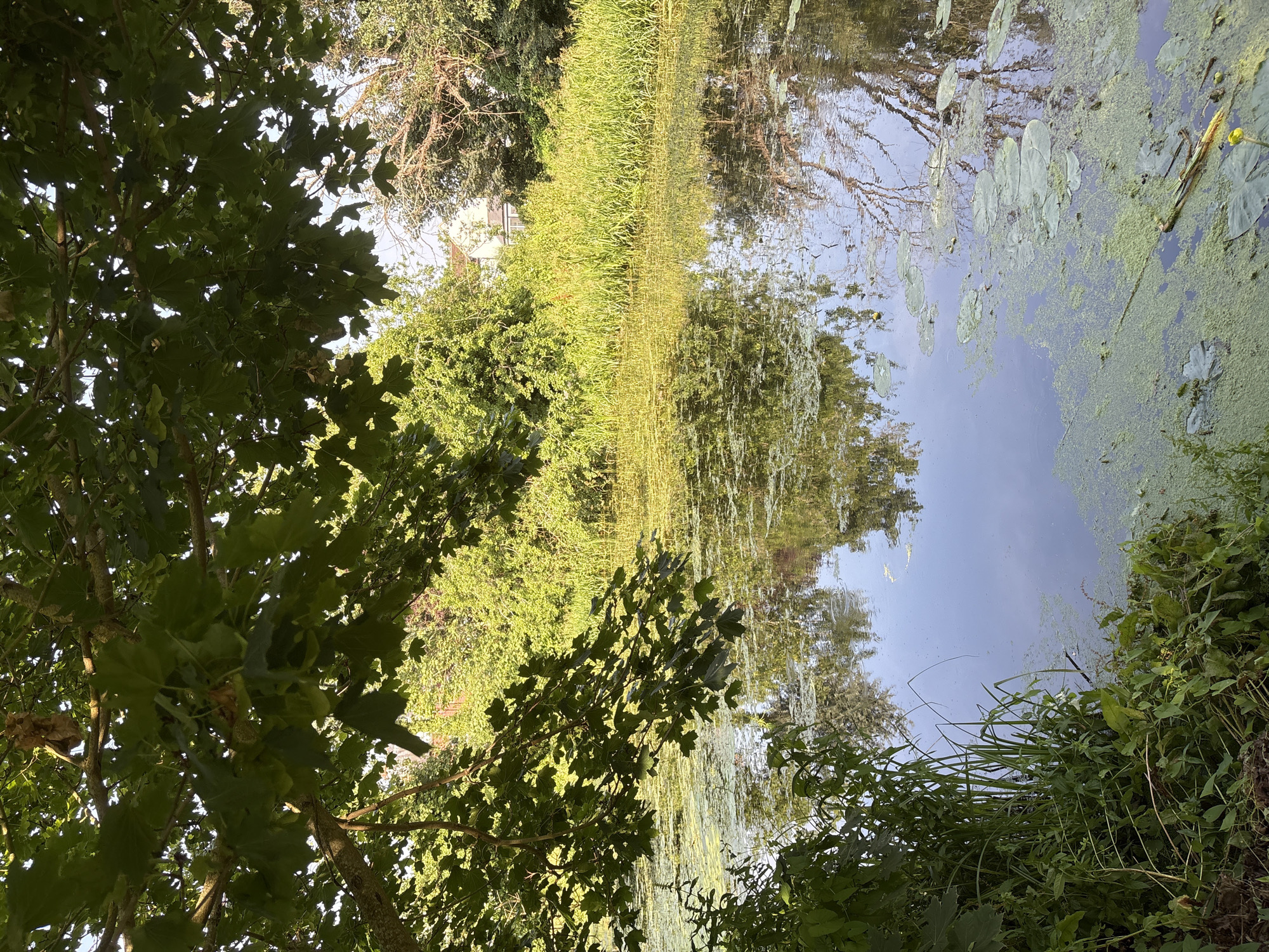 This image depicts a serene canal scene in Chelmsford, United Kingdom, under a clear sky. The foreground is dominated by the dappled shadows of large tree leaves, casting a cool shade over the water. The canal itself is partially covered with a layer of green algae and lily pads, with the tranquil water reflecting the surrounding greenery and the sky.
Along the far bank of the canal, a dense line of tall, vibrant green reeds stands in sharp contrast to the calmer water. Behind the reeds, a two-story white house with a red-tiled roof is partially visible, nestled amongst lush green trees. The overall impression is one of natural beauty and peaceful habitation, characteristic of the waterways found in and around Chelmsford.