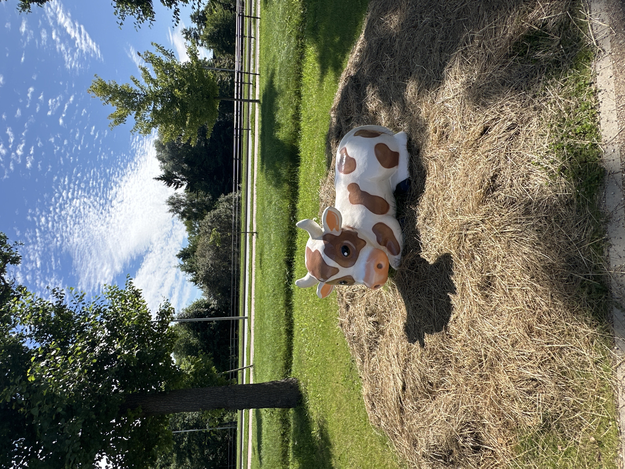 A static, white and brown spotted cow figurine is positioned on a mound of dry straw, which rests on a well-maintained green lawn. The cow is lying down, facing to the left of the frame, with its head turned towards the viewer. The scene appears to be an outdoor park or public space. In the background, there are trees and a bright blue sky with scattered white clouds. A dark metal fence runs horizontally across the mid-ground, separating the grassy area from a paved pathway and more distant trees. The lighting suggests it is daytime, with shadows cast on the straw and grass. The location is identified as Liepaja, Latvia.