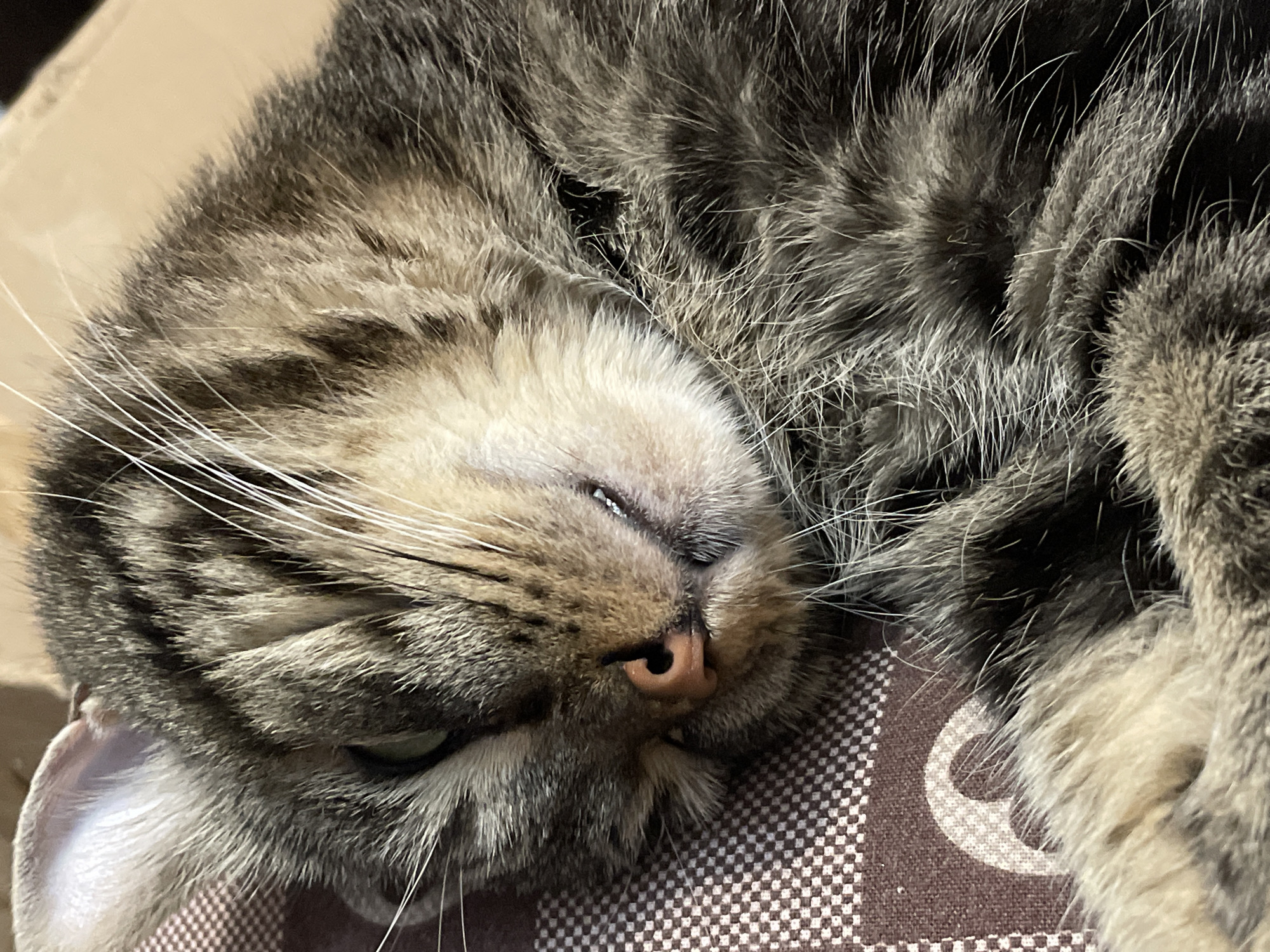This is a close-up, eye-level, indoor photograph of a tabby cat sleeping on a patterned fabric surface. The cat is curled up, facing away from the camera, with its head resting on its paws. Its fur is a mix of brown, black, and grey stripes, with white whiskers visible. The cat's eyes are closed, and its nose is a soft pink. The fabric beneath the cat has a checkered pattern in brown and white. There is no visible indication of the cat's location within the city of Cherkasy, Ukraine.