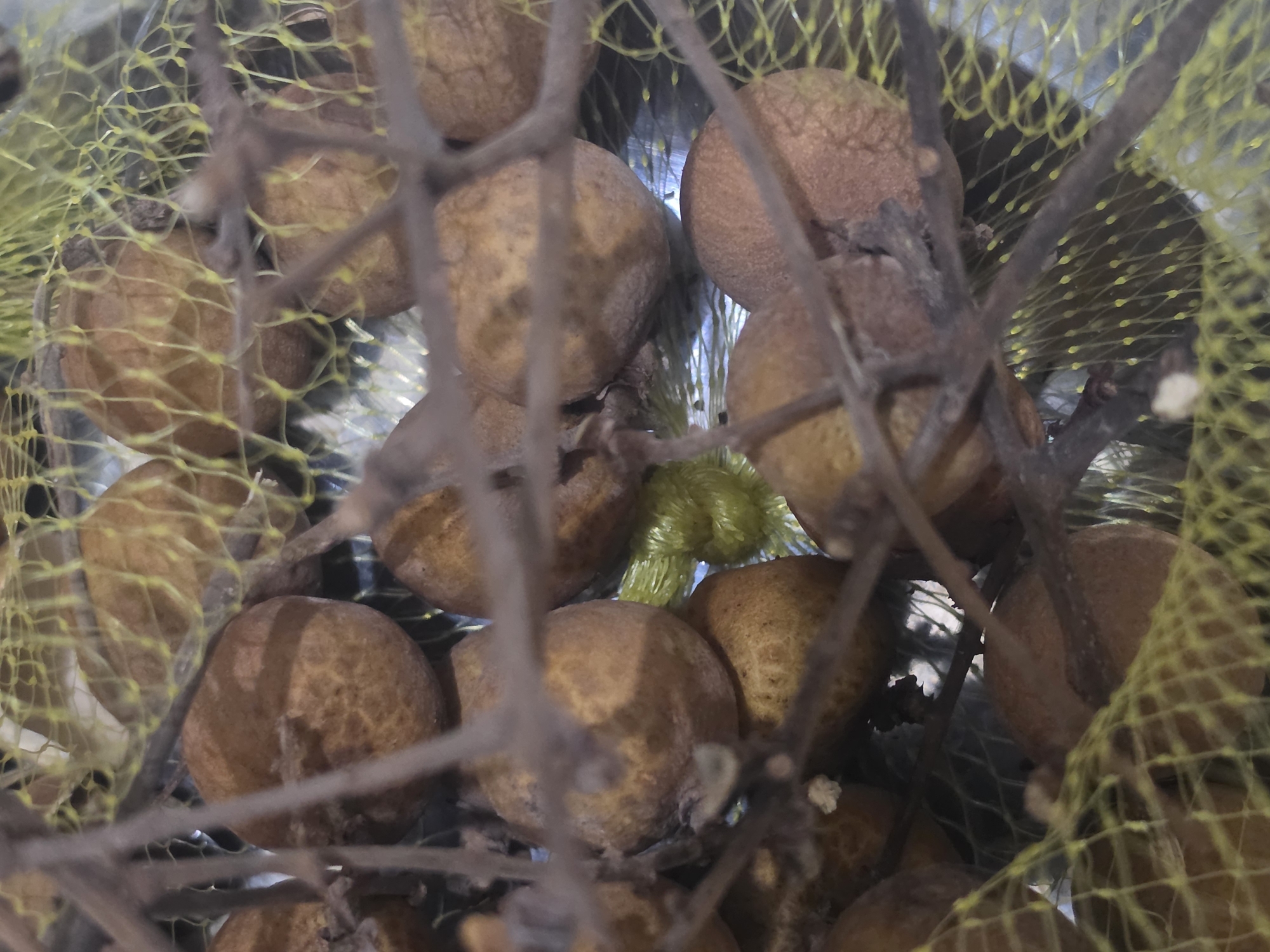 The image shows a close-up view of longan fruits in a yellow mesh bag. The fruits are light brown and clustered together. A few dark brown branches are visible among the fruits. The scene appears to be indoors. There is no evidence to suggest that this image was taken in Pintomakmur, Indonesia.