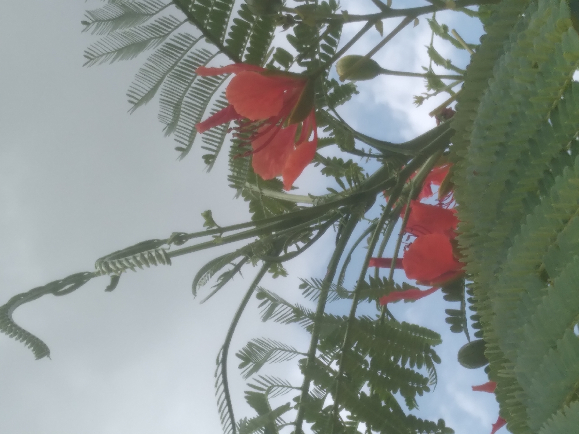 The image depicts a close-up view of flamboyant flowers and foliage against a cloudy sky. The flowers are a vibrant red-orange, with delicate petals and prominent stamens. The leaves are a deep green, finely dissected, and arranged in a fern-like pattern. The branches are thin and woody, supporting the flowers and leaves. In the background, the sky is overcast with hints of blue, suggesting a possibly humid climate. There are no people or human-made objects visible in the frame. The setting appears to be a natural environment, possibly a garden or a park. The image was taken in Durumi, Nigeria.