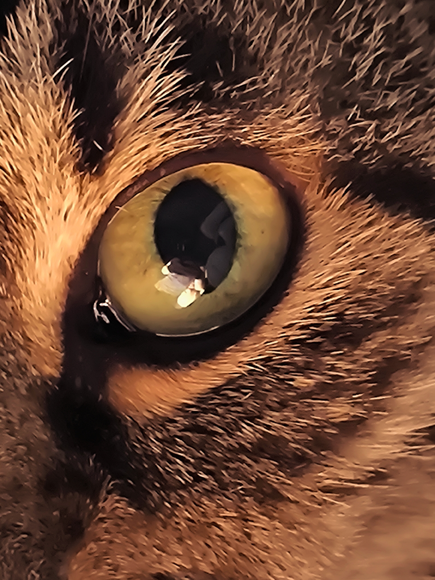 This is a close-up, macro photograph of a domestic cat's eye. The iris is a golden-green color with a dark, vertical pupil. Within the pupil, reflections suggest a dark interior space with some lighter, possibly metallic or shiny objects, and a small, light-colored element that might be dust or a small insect. The surrounding fur is a mix of brown, orange, and black stripes, characteristic of a tabby cat. The image is sharply focused on the eye, with the fur becoming progressively blurred towards the edges. There is no discernible environment or location, and therefore, no connection to Riga, Latvia can be established.