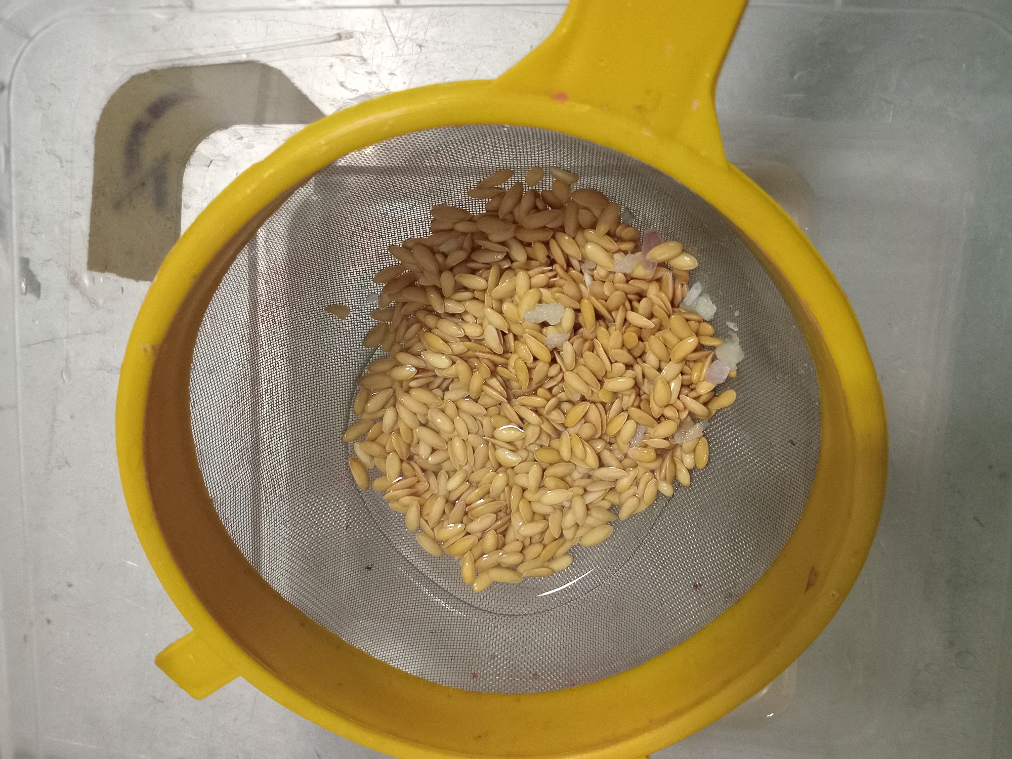 A close-up overhead shot shows a yellow plastic strainer containing a pile of light brown, oval-shaped seeds. The seeds are wet and appear to be in a shallow pool of water. Some small pieces of what look like white and purple onion are mixed in with the seeds. The strainer is placed inside a clear plastic container, which is resting on a light gray surface. The background is out of focus and shows a textured surface. The scene is indoors and appears to be in a kitchen or food preparation area. There are no people visible in the image, and no specific location in Puncu, Indonesia, can be identified from the visual information provided.