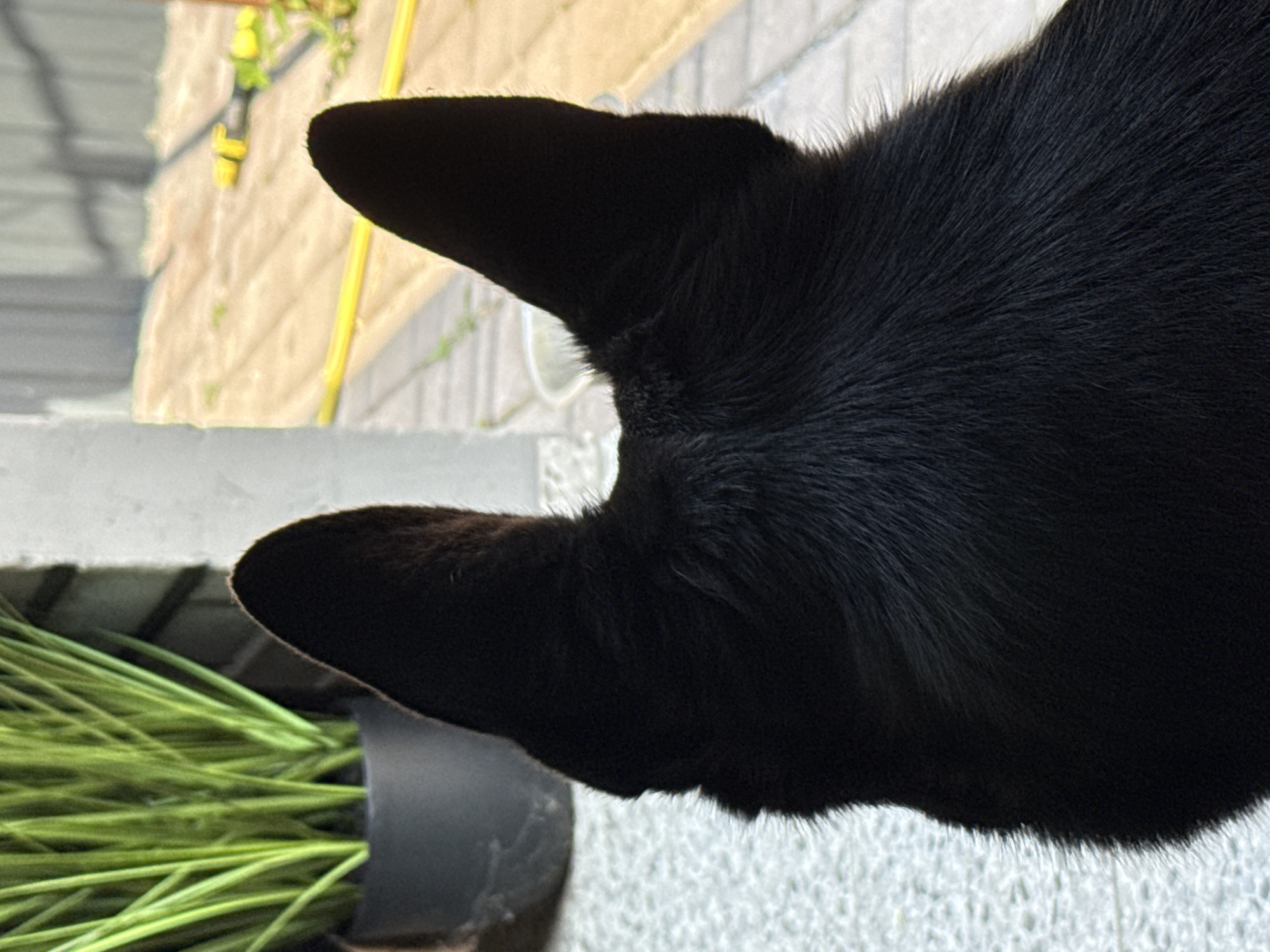 The image shows the back of a black dog's head and ears. The dog is facing away from the camera, looking towards a patio area. In the background, there is a potted plant with green leaves, a fence, and a yellow hose. The ground is paved with light-colored tiles. The lighting suggests it is daytime.