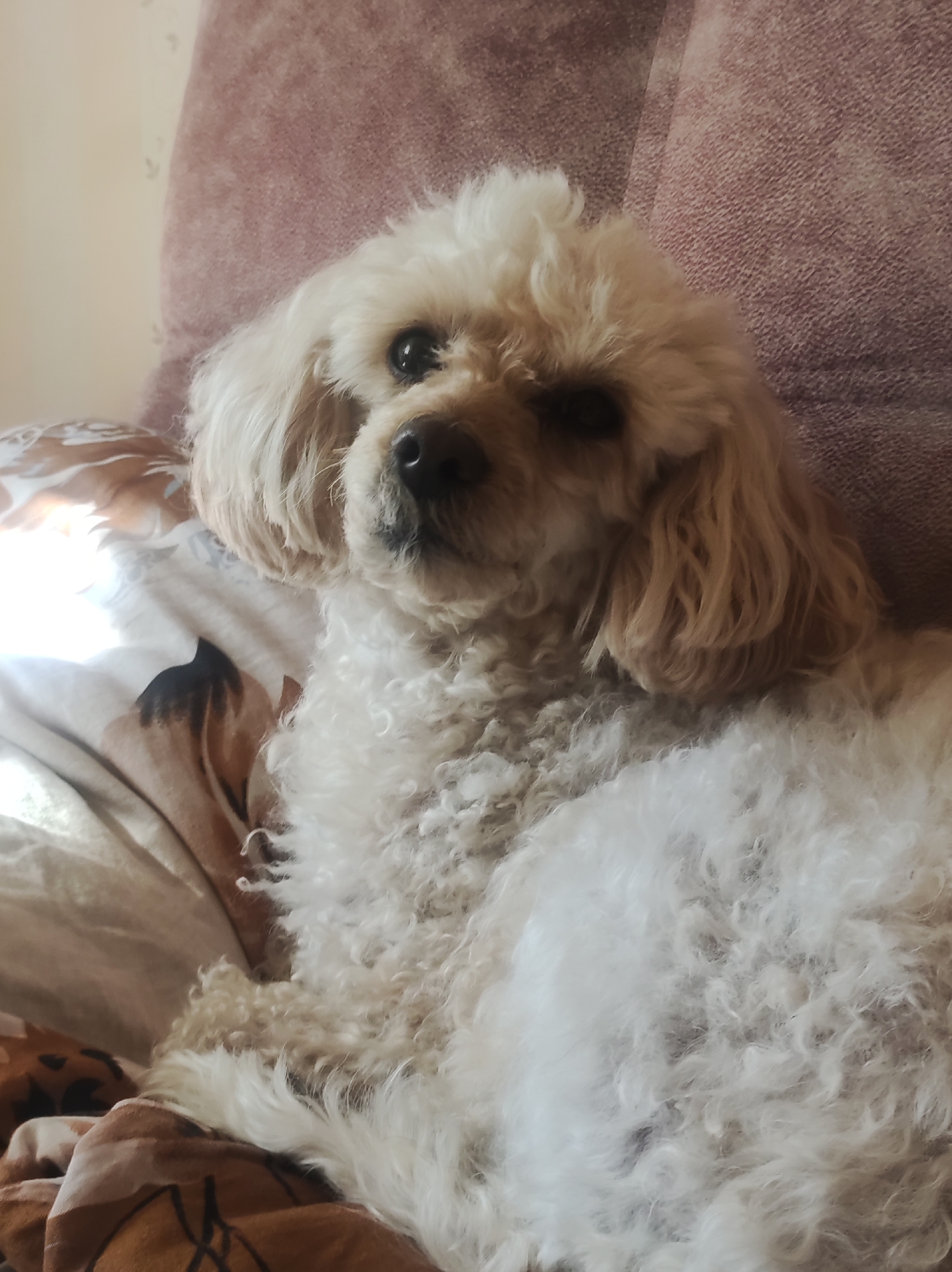 A cream-colored poodle lies on a bed with a patterned comforter and a pink upholstered headboard. The dog's fur is curly and appears somewhat unkempt. The lighting suggests it is daytime, possibly indoors. There is no identifiable information about the city of Chaikovsky, Russia, or any specific location within it present in the image.