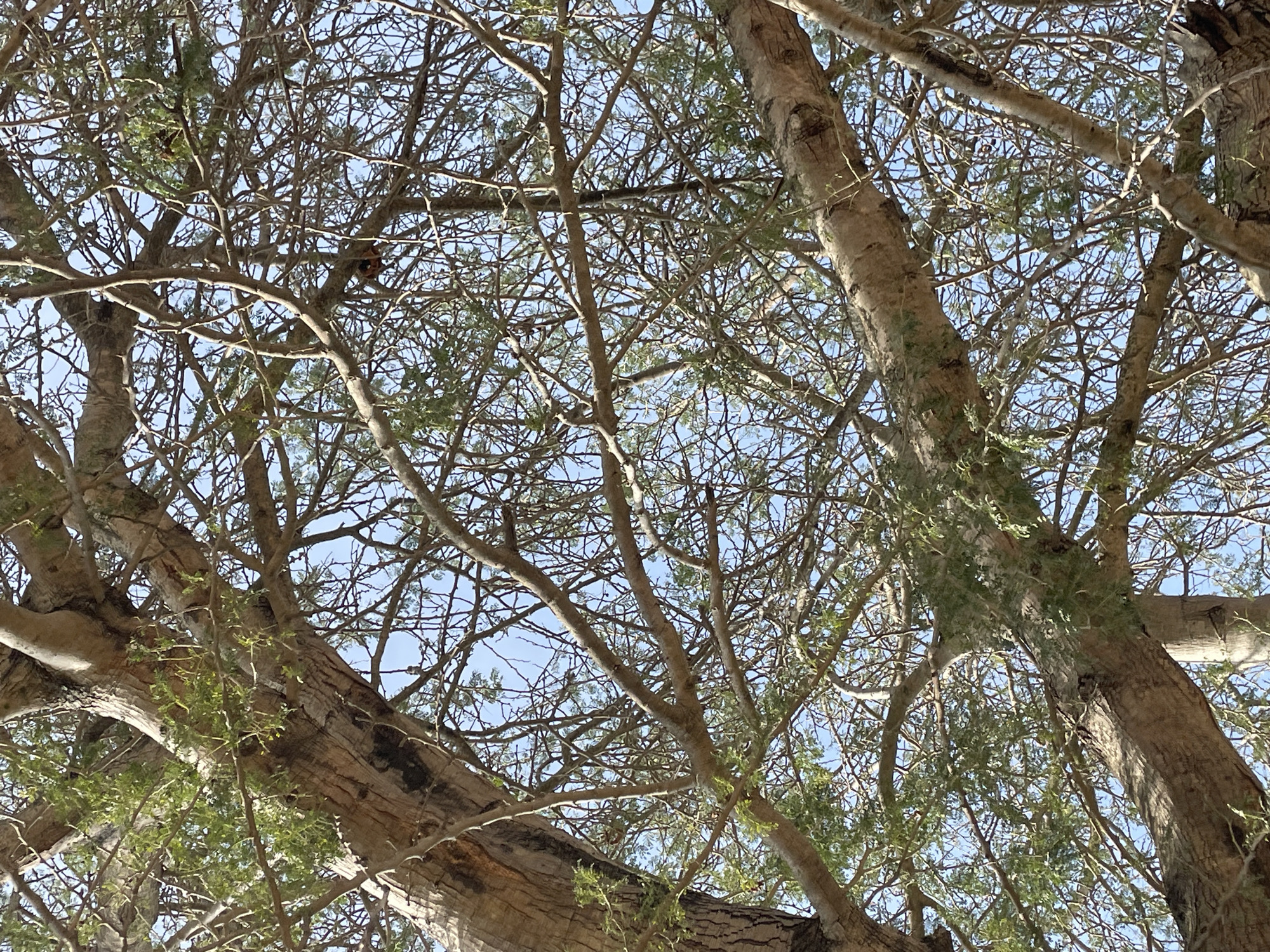 The image displays a dense canopy of a large tree, its branches intricate and crisscrossing against a clear blue sky. The bark of the tree is rough and textured, suggesting maturity. Small green leaves are scattered throughout the branches, some clustered, others sparse. The composition is dominated by the network of branches, with the sky acting as a backdrop. There are no people or visible animals in the frame. The scene appears to be an outdoor environment, likely within a natural or semi-natural setting such as a park or a large garden, consistent with an area like Unguwar Saya, Nigeria, where such mature trees are common.