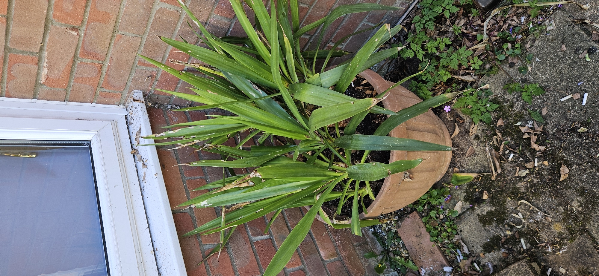 This image captures an outdoor scene from a high angle, looking down onto a paved area next to a red brick building, likely in Norwich, United Kingdom.
The main subject is a large, leafy green plant, possibly a Yucca or a similar species, contained within a weathered, rust-colored terracotta pot. Many of the plant's long, sword-shaped leaves show signs of damage, with noticeable brown tips and some white or light-colored streaks and spots on their surfaces.
To the left of the plant, a white UPVC window frame is visible, reflecting a bright sky. The white sealant around the frame and against the red brick wall is also apparent. The red brick wall itself has visible mortar lines, and appears somewhat aged.
The ground around the plant pot is a mix of concrete paving slabs and patches of soil. This area is quite untidy, covered with various forms of debris including dried leaves, small green weeds (some displaying tiny purple flowers), and numerous discarded cigarette butts scattered across the concrete and soil. A few small pebbles are also visible on the ground.
The scene is illuminated by bright daylight, suggesting a sunny day, with soft shadows indicating the time is likely midday or afternoon. There is no visible text in the image. The overall impression is that of a somewhat neglected residential outdoor space.