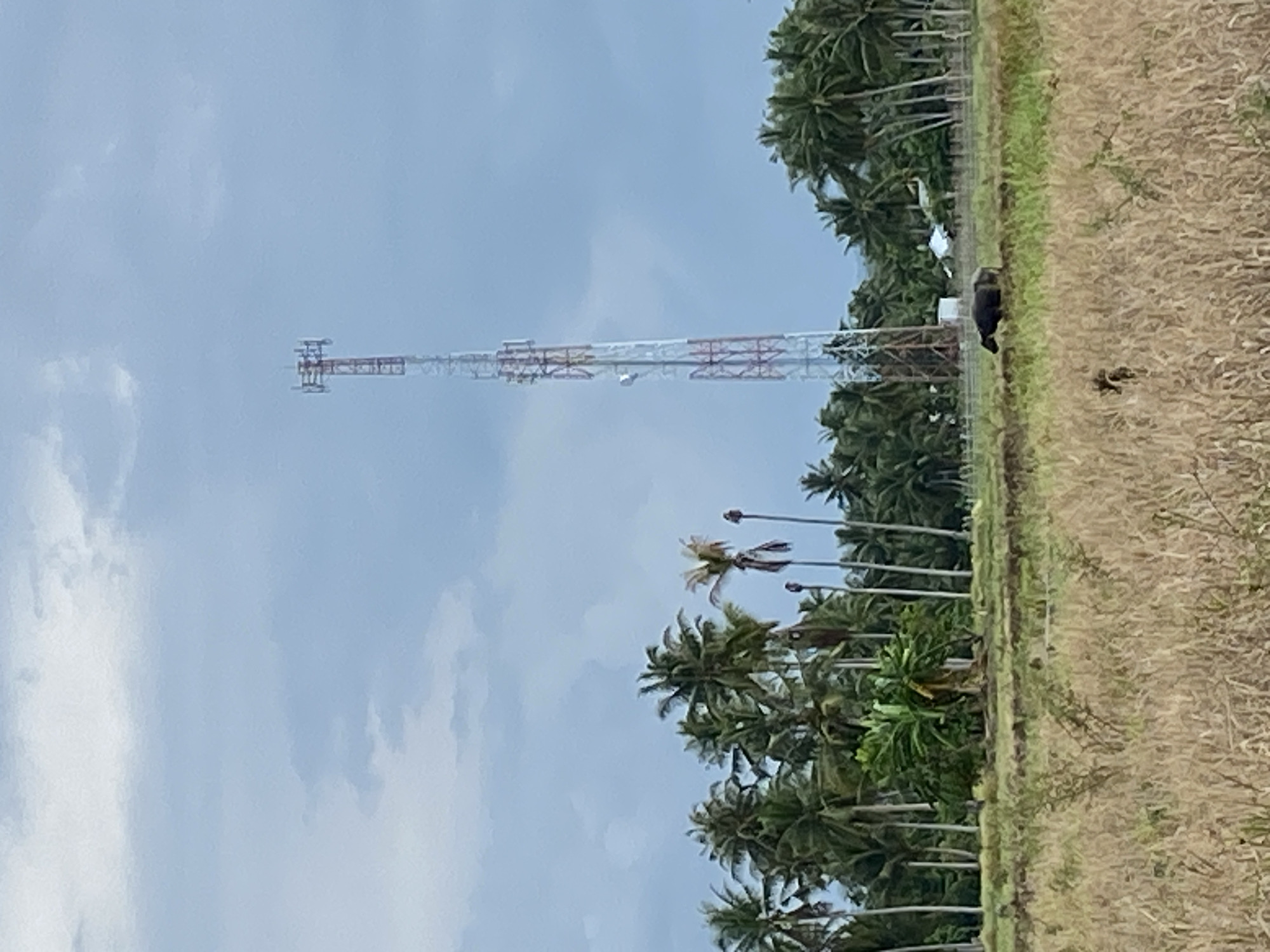In the city of Cotgadong, Indonesia, a tall, red and white lattice cell tower stands prominently against a cloudy sky. In the foreground, dry, golden grass covers a field, with a dark-colored water buffalo grazing in the middle ground. Behind the buffalo, a cluster of lush green palm trees forms a dense line across the landscape, interspersed with a few tall, slender poles. Further back, a smaller banana tree adds another splash of vibrant green. In the distance, a few white structures, likely buildings, are visible amongst the trees.