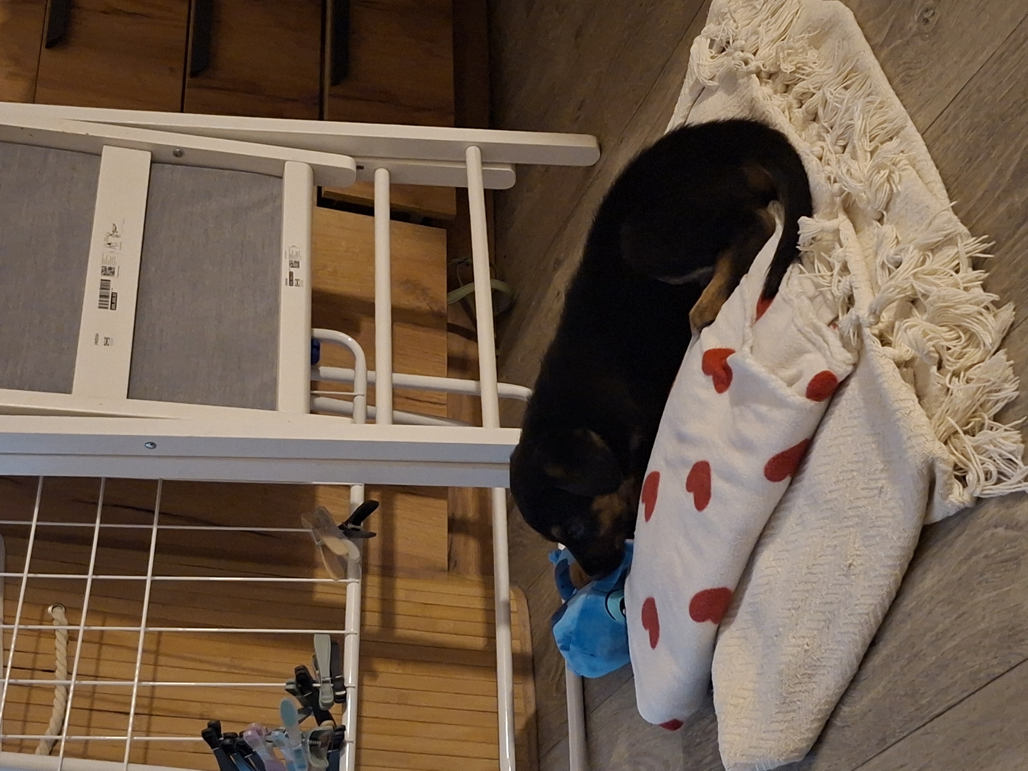 A dark-colored puppy with tan markings is on a gray floor, lying on a folded white blanket with red hearts and a white fringed rug. The puppy's head rests near a blue stuffed animal, and its body curves toward the top right of the frame. A white metal clothes drying rack is visible on the left side, with clothes pegs attached. Behind the rack is a wooden wall or cabinet. The location in the city of Sofia, Bulgaria, is not evident from the image.