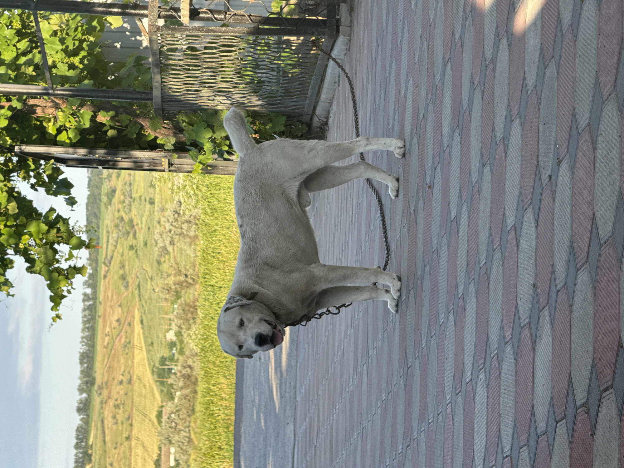 A light-colored dog stands on a paved area in front of a metal fence entwined with green vines. The dog is leashed by a chain that extends out of frame. Behind the fence, a rural landscape unfolds with rolling hills, green fields, and some scattered houses. The sky above is partly cloudy. The paved ground is made of hexagonal and rectangular bricks in red and gray tones. The scene appears to be outdoors during daylight hours. The location is identified as Bohunove, Ukraine.
