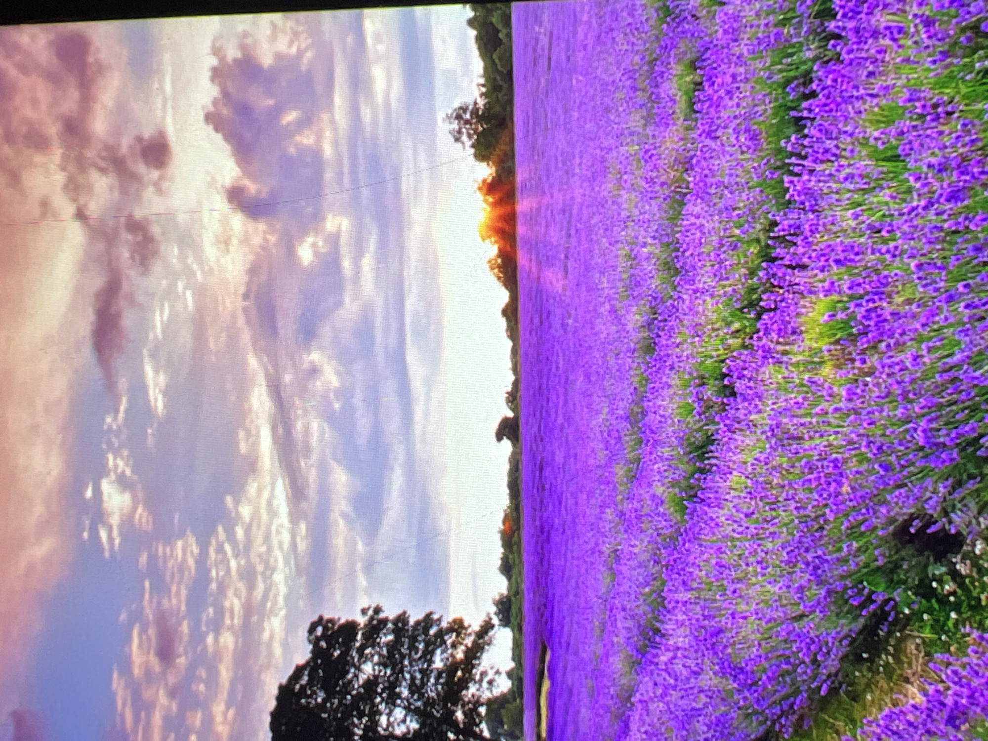 This media file captures a breathtaking natural landscape. The primary subject is a vast field of vibrant purple lavender, stretching across the right half of the frame. The lavender is densely planted in neat rows, creating a textured and immersive visual experience. The sheer scale of the field suggests a rural or agricultural setting, likely a lavender farm.
On the left side of the image, a dramatic sky dominates. It is filled with large, fluffy clouds that are illuminated with the warm hues of either sunrise or sunset. The light filtering through the clouds casts soft pinks, oranges, and purples across the sky, creating a serene and almost ethereal atmosphere. A silhouetted tree stands in the lower left portion of the image, adding depth and contrast to the sky.
The sun itself is visible as a bright, glowing orb peeking through the horizon line, casting a warm, orange light onto the landscape. This detail strongly indicates that the photo was taken during either dawn or dusk. The combination of the lavender field and the colorful sky evokes a sense of tranquility, natural beauty, and peacefulness. No people or text are visible in the image. The scene is focused entirely on the natural elements of the landscape.
