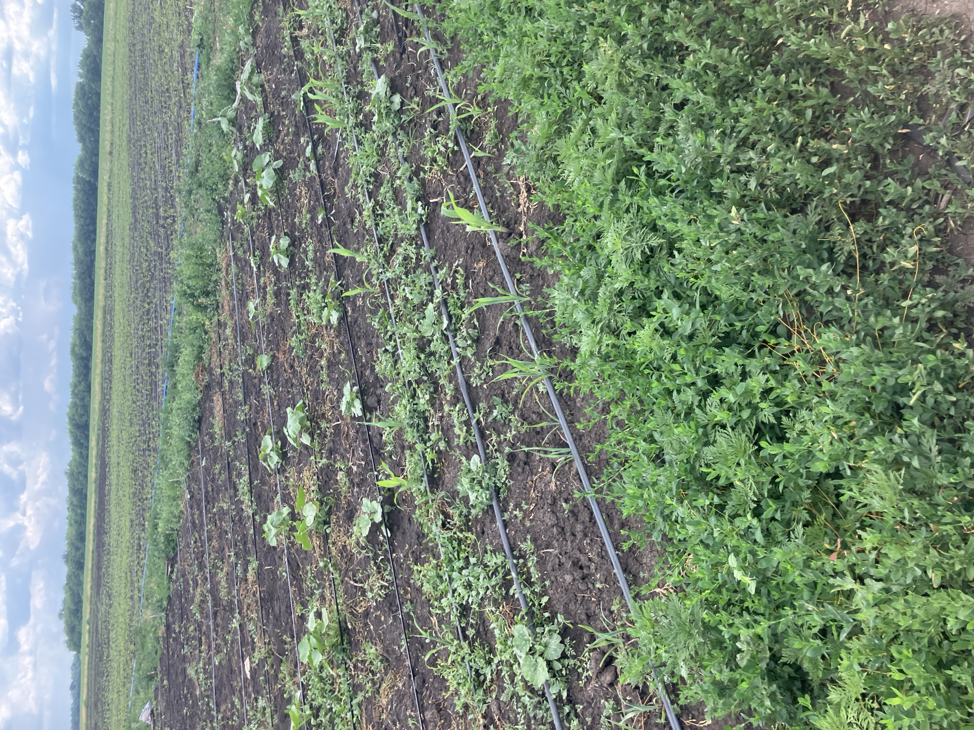 This is a medium-angle, eye-level, full shot of a cultivated field in the city of Berdianka, Ukraine. The field is planted in neat rows with young crops, likely corn and possibly some leafy greens or squash plants, interspersed with irrigation lines. The soil is dark and appears moist. In the foreground, a dense patch of green, leafy plants, possibly a wild growth or another crop, obscures the lower edge of the frame. In the background, a line of trees marks the horizon, beyond which a hazy, overcast sky with scattered clouds is visible. There are no people or animals visible in the image. The overall impression is of an agricultural landscape under cultivation.