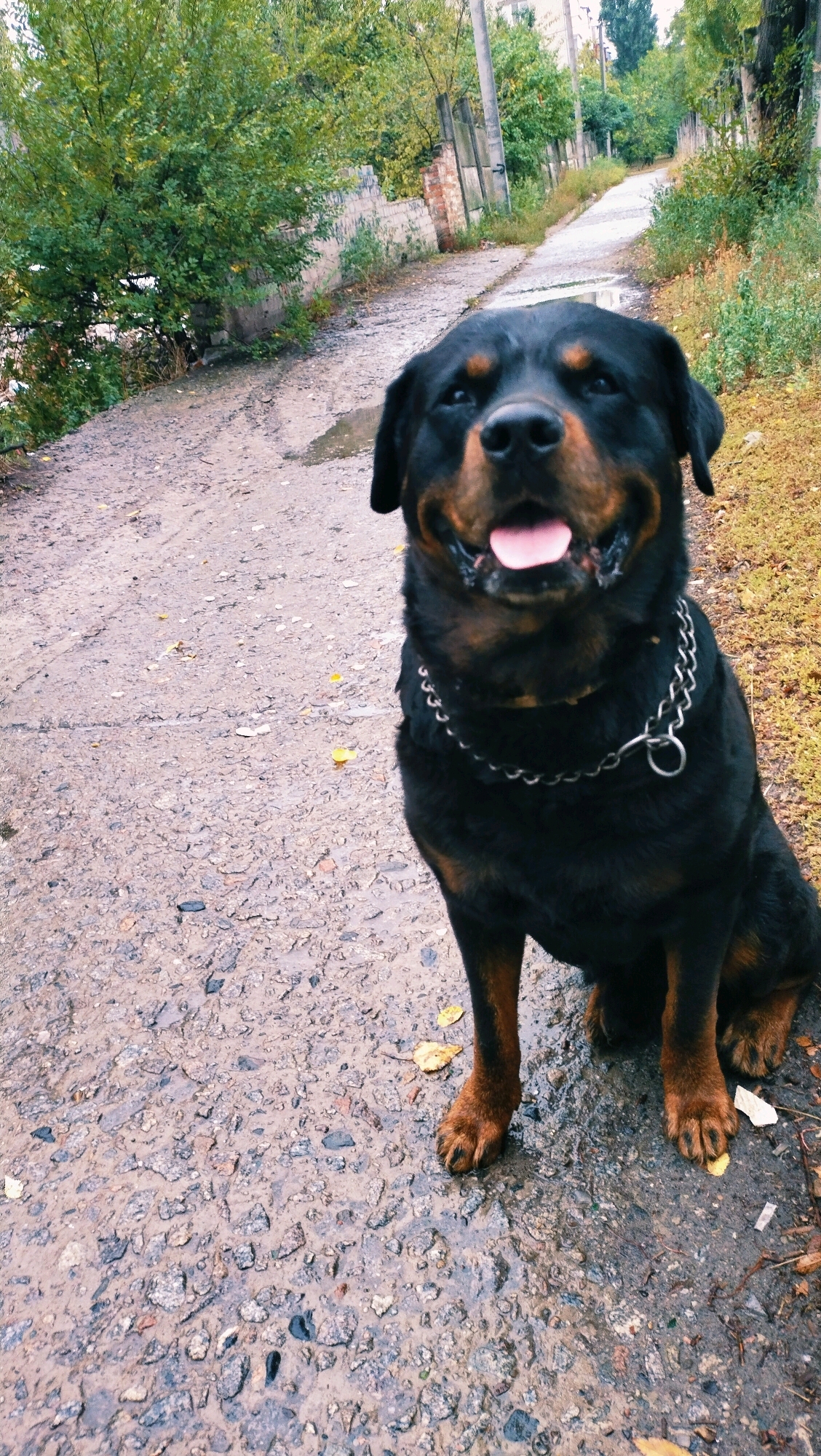A Rottweiler dog with a metal chain collar sits on a wet, gravelly path. The dog's mouth is open, and its tongue is visible. The path is lined with sparse green vegetation and a crumbling brick wall on the left, and more vegetation and utility poles on the right. The background shows a road stretching into the distance, flanked by trees and buildings. The scene appears to be in an outdoor urban or semi-urban environment in Horishni Plavni, Ukraine, possibly after rain.