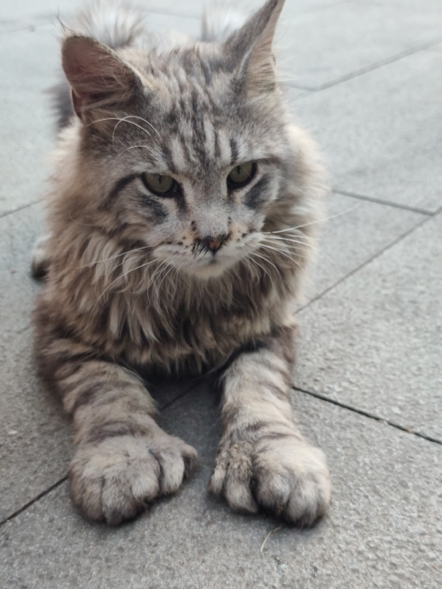 A close-up, eye-level shot shows a fluffy, long-haired tabby cat with grey and brown stripes resting on a grey tiled surface. The cat is facing the camera, with its head tilted slightly and its green eyes looking forward. Its front paws are placed in front of it on the tiles. The background consists of more grey tiles, suggesting an outdoor setting, possibly a walkway or patio. There are no people or other animals visible in the image. The lighting appears to be natural daylight.