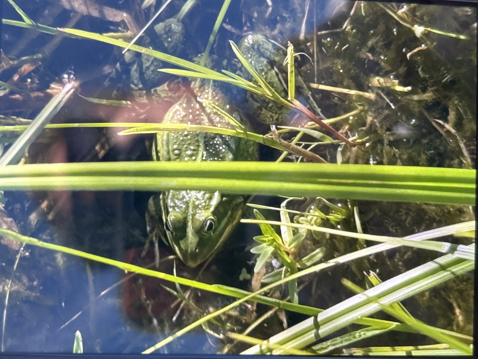 A close-up, slightly blurry, vertical shot shows a green frog partially submerged in murky water amongst reeds and aquatic plants. The frog is facing left, with its eye clearly visible. The water is dark and reflects some light, creating bright spots on the frog's textured skin and the surrounding vegetation. The reeds in the foreground are out of focus and are a vibrant green, obscuring parts of the frog and the background. The scene appears to be a natural pond or shallow body of water. There is no information in the image to suggest a specific location in the city of Слава Снт, Russia.