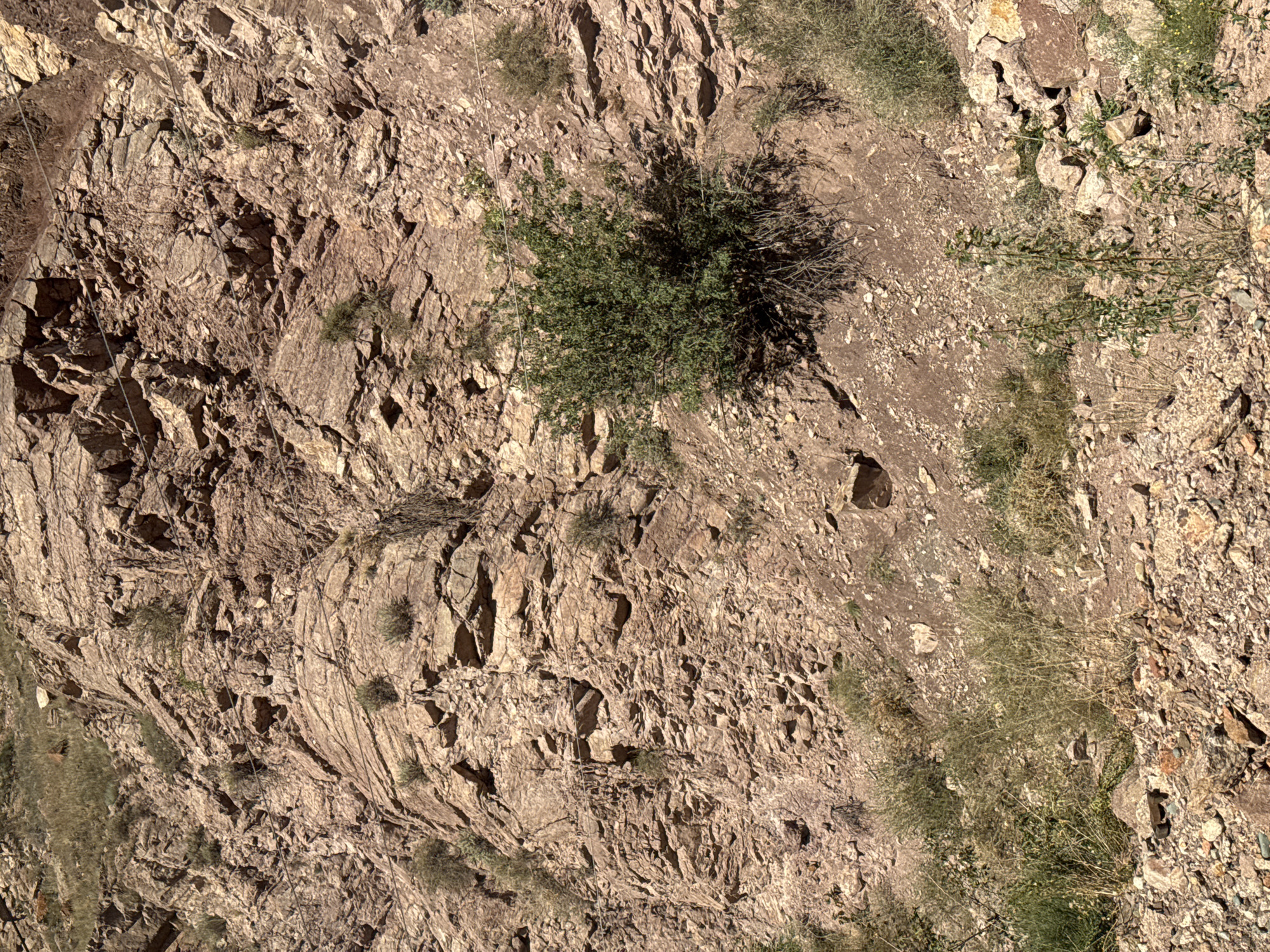 The image displays a steep, rocky mountainside with sparse vegetation in the city of Krasnyy Most, Kyrgyzstan. The terrain is characterized by jagged, layered rock formations in shades of brown and tan, indicative of an arid environment. Several thin, light-colored wires are strung across the rock face at varying heights, suggesting some form of infrastructure, possibly for erosion control or a zipline. A dense green bush is prominently featured in the mid-right section of the image, growing out of the rocky slope. Smaller tufts of dry, straw-like grass and low-lying green plants are scattered across the scene, particularly towards the bottom and sides. The ground is covered with loose rocks and soil. No people are visible in the frame.