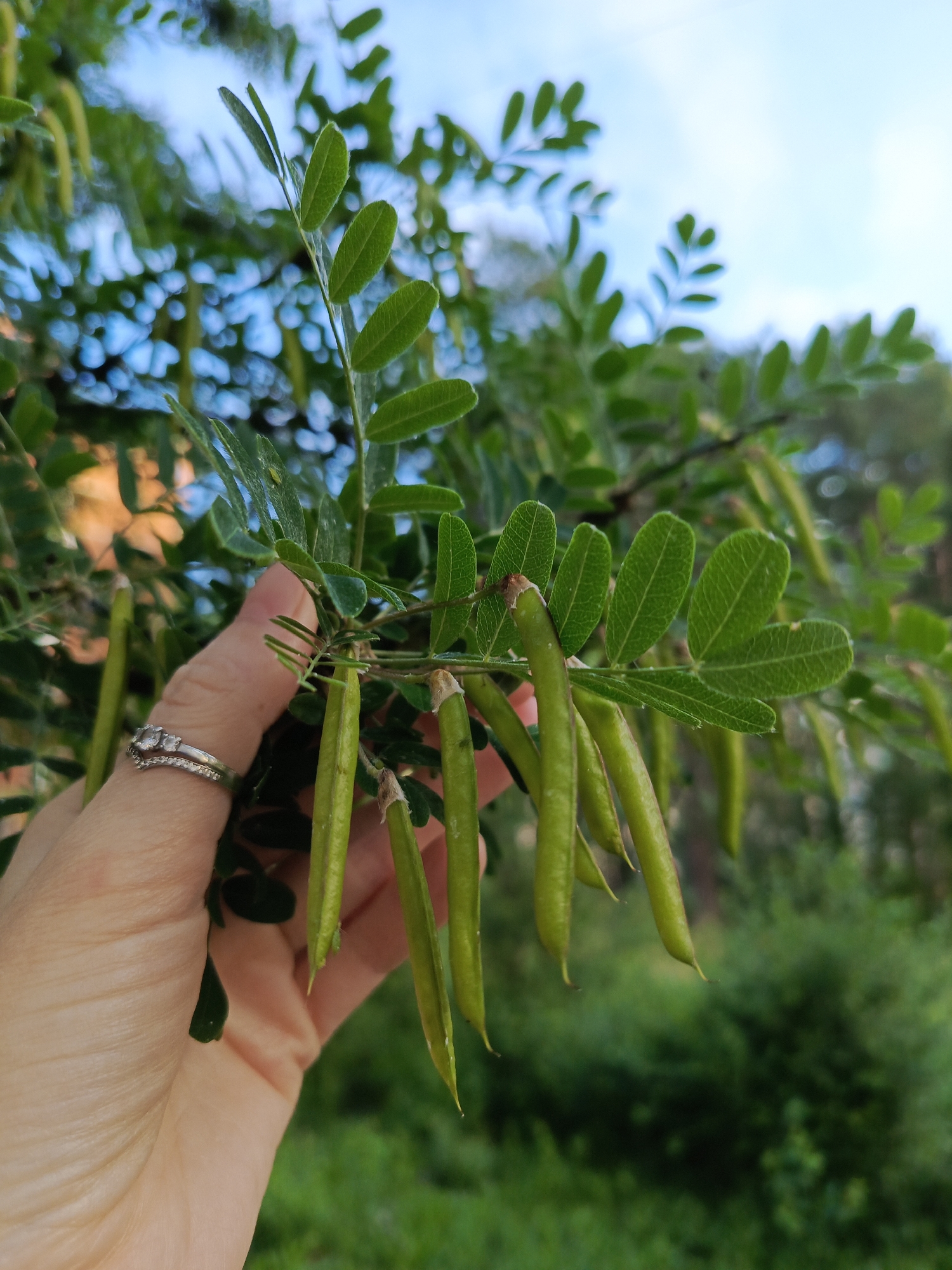 A hand with two rings is holding a branch with green seed pods and leaves. The background is a blurred landscape of green foliage and blue sky. The scene is outdoors, likely in a natural setting, possibly a park or garden. The image is a close-up shot, focusing on the hand and the plant. The lighting suggests it is daytime, with natural light illuminating the scene. The environment appears to be temperate, with lush greenery. The specific location in Chaikovsky, Russia, is not evident from the visual information in the image.