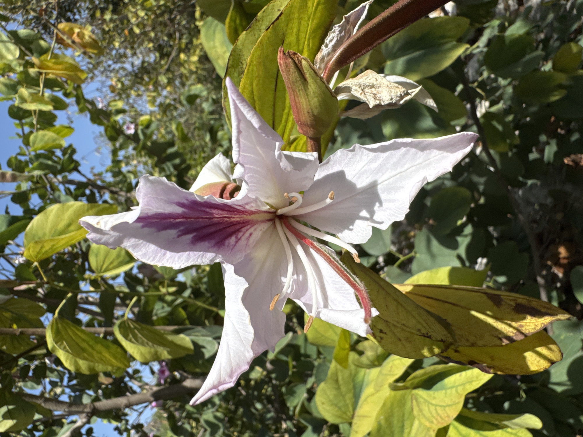 The image is a close-up, high-angle outdoor shot of a single white and pink flower in bloom, with a prominent purple stripe on one of its petals. The flower has delicate, elongated petals and visible stamens with small, orange tips. To the right of the main flower, a reddish-green bud is partially visible, along with some dried, brown plant material. The background is filled with lush green and yellow foliage, and glimpses of the blue sky are visible through the leaves. The lighting suggests a sunny day. The image does not contain any people or indicate a specific location in Gandia, Spain.