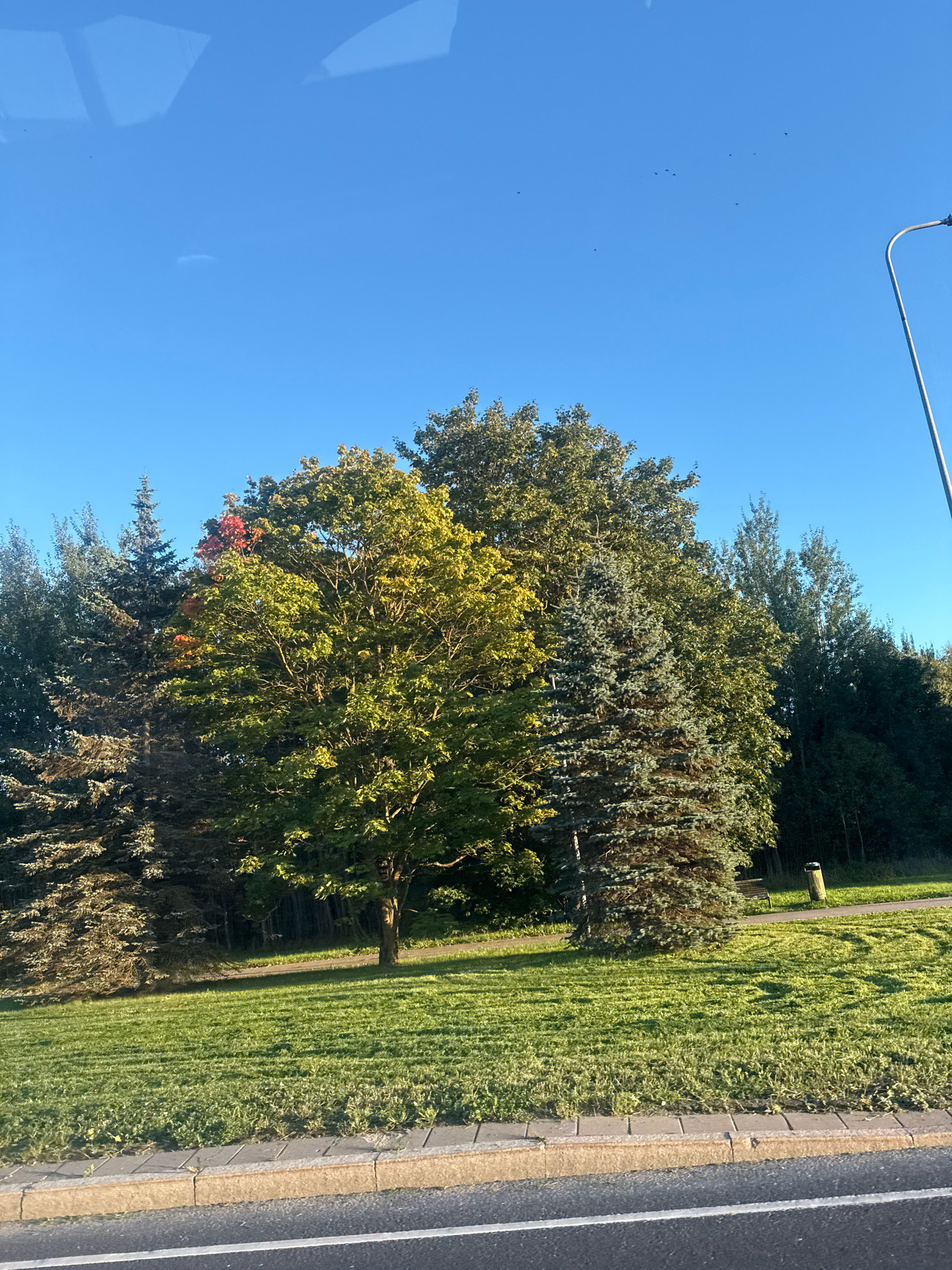 The image depicts a bright, clear blue sky with a few wispy clouds and several small black specks, possibly birds, visible. On the right side, a portion of a modern street light pole is present. The foreground features a paved road with a white line. A concrete curb separates the road from a manicured lawn with visible mower tracks creating a striped pattern. Beyond the lawn, a variety of trees are present, including evergreen trees and deciduous trees, some of which show early signs of autumn color, with a few red and orange leaves visible on one tree. In the background, a walking path is visible, and a trash receptacle and a bench can be seen on the grass. The scene appears to be an urban park or a green space within the city of Tallinn, Estonia.