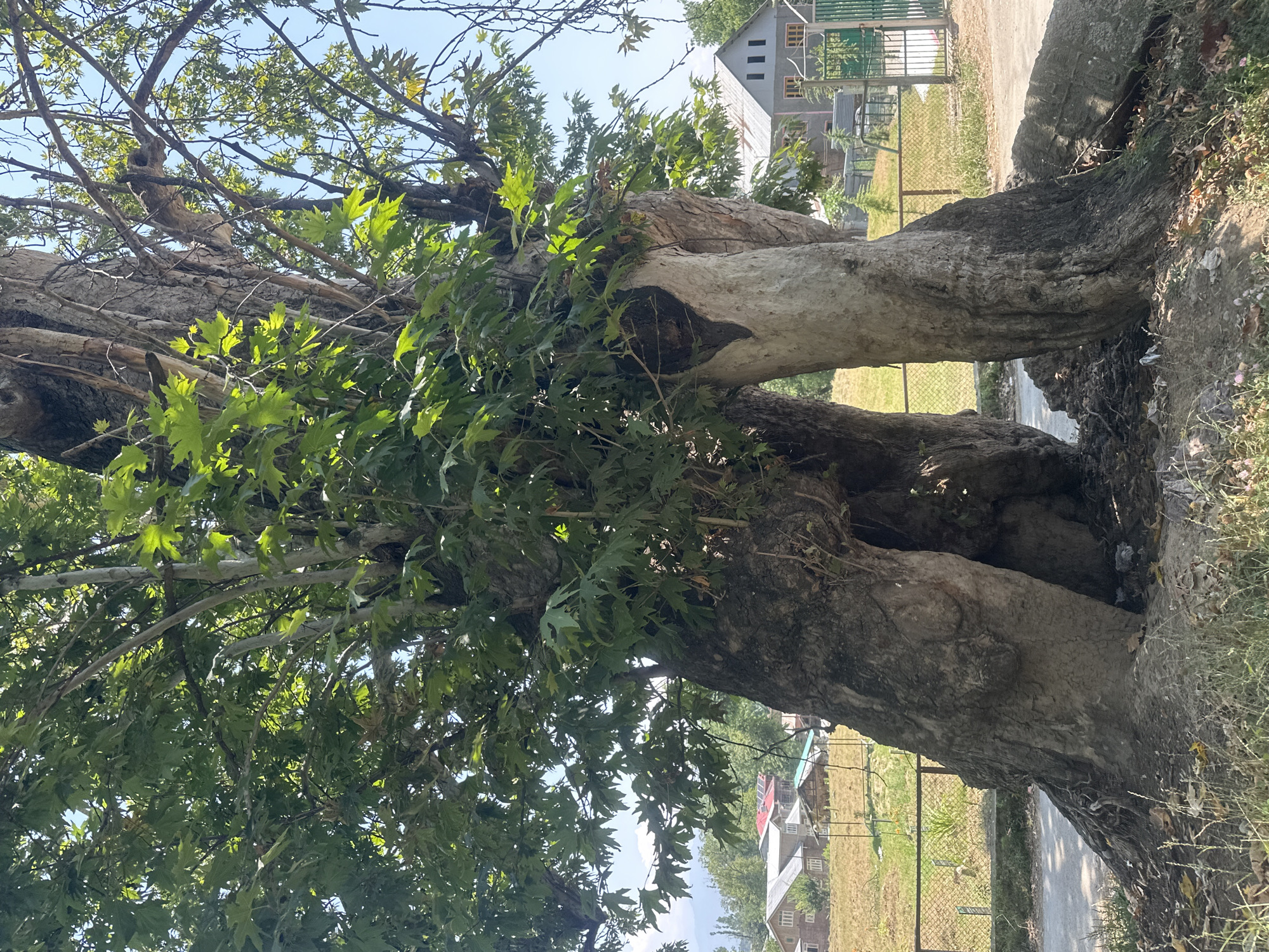 A large, mature tree with split trunks stands prominently in the foreground, its thick, gnarled branches covered in lush green leaves, indicative of a sunny day. The tree's bark is textured and weathered, with visible cavities and damage. In the background, several houses with red and grey roofs are visible, nestled amidst a grassy field. A metal fence separates the tree from the field and houses. Further in the background, more trees and a clear blue sky suggest a rural or suburban environment. The overall impression is one of a serene, sunlit day in Vessu, India.