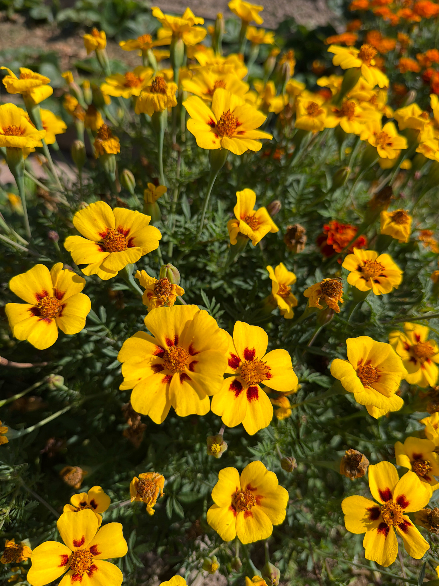 This is a close-up, eye-level, outdoor, sunlit photograph of a dense cluster of yellow marigolds. The flowers are in various stages of bloom, with some fully open and others as buds or spent blooms. The petals are a bright yellow with a distinctive reddish-brown center. The leaves of the marigold plants are a deep green and appear finely divided. The background is blurred, suggesting a shallow depth of field, and hints at more flowers and greenery. There are no people or animals visible in the image. The scene appears to be in a garden or a park. The location of Teterevo, Russia is not depicted or implied in this image.