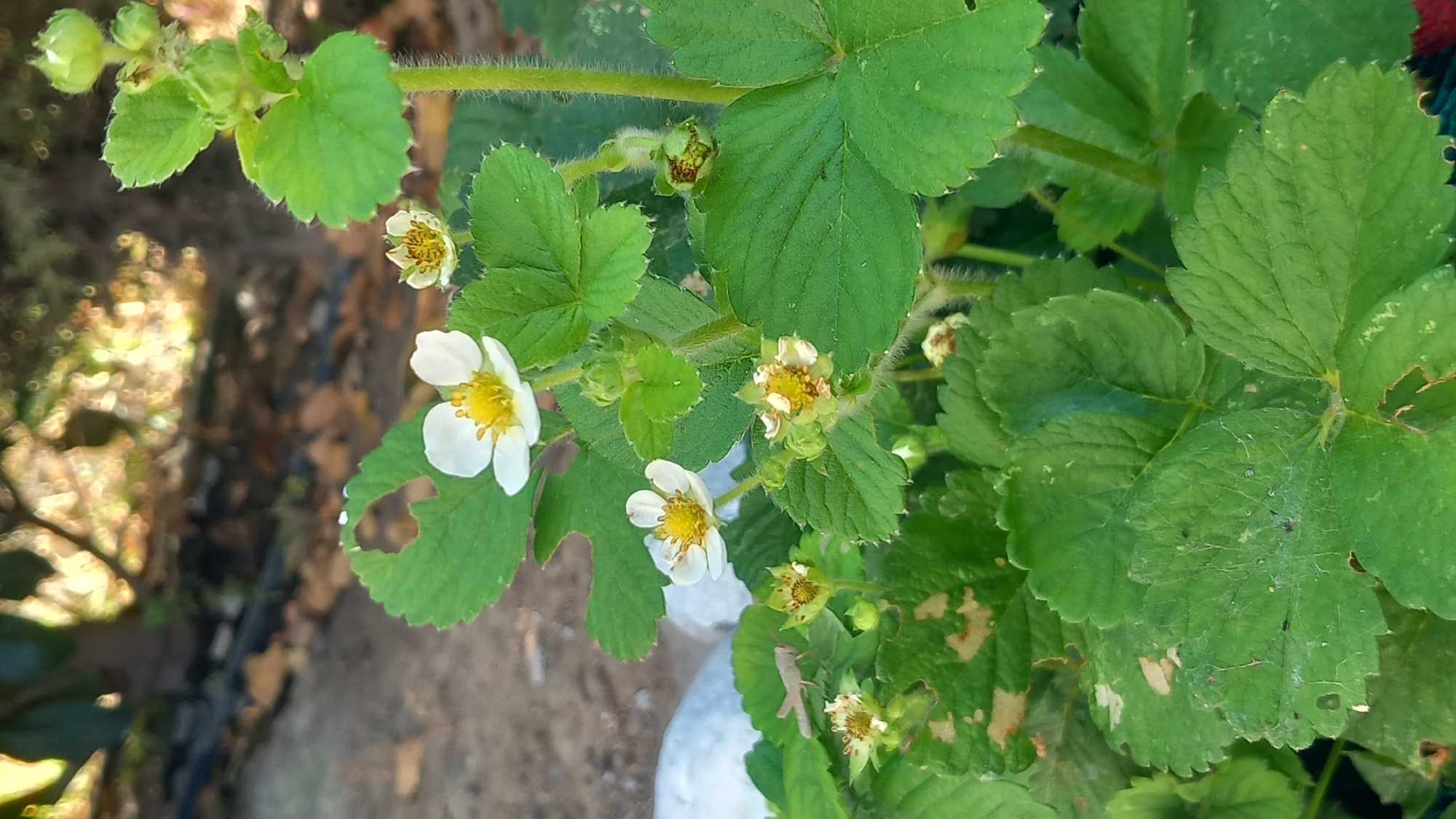 The image depicts a close-up of strawberry plants in what appears to be a garden or natural setting. Several white strawberry blossoms with yellow centers are visible, along with green leaves, some of which show signs of damage such as holes or discoloration. There are also developing strawberry fruits or buds visible. In the background, the scene is blurred, showing foliage, fallen leaves on the ground, and a hint of what could be a pathway or dirt area. A small, light brown grasshopper is perched on a leaf in the lower left portion of the image. The lighting suggests it is daytime, with sunlight filtering through the leaves. The location is stated to be in Άγιος Νεκτάριος, Greece.