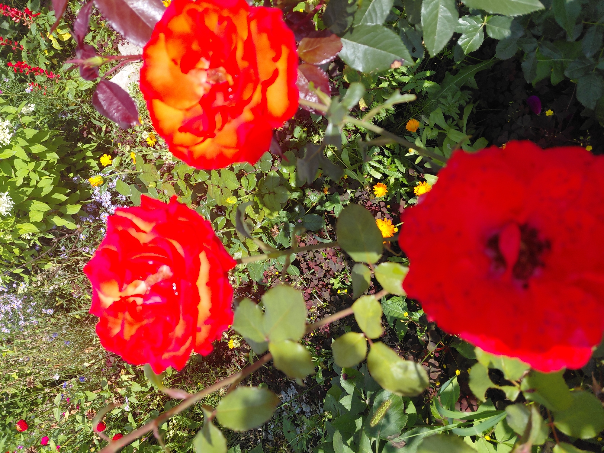 The image shows a close-up view of a garden with several red and orange roses in bloom. The roses are the main subjects, with their petals detailed and vibrant. In the background, a variety of other flowers and greenery are visible, suggesting a well-maintained garden. The lighting indicates it is daytime, with sunlight casting shadows. The scene appears to be in Malinovka, Russia, though specific details about the location within Malinovka are not provided in the image. There are no people or any actions taking place. The environment is a natural outdoor setting with a focus on floral elements.