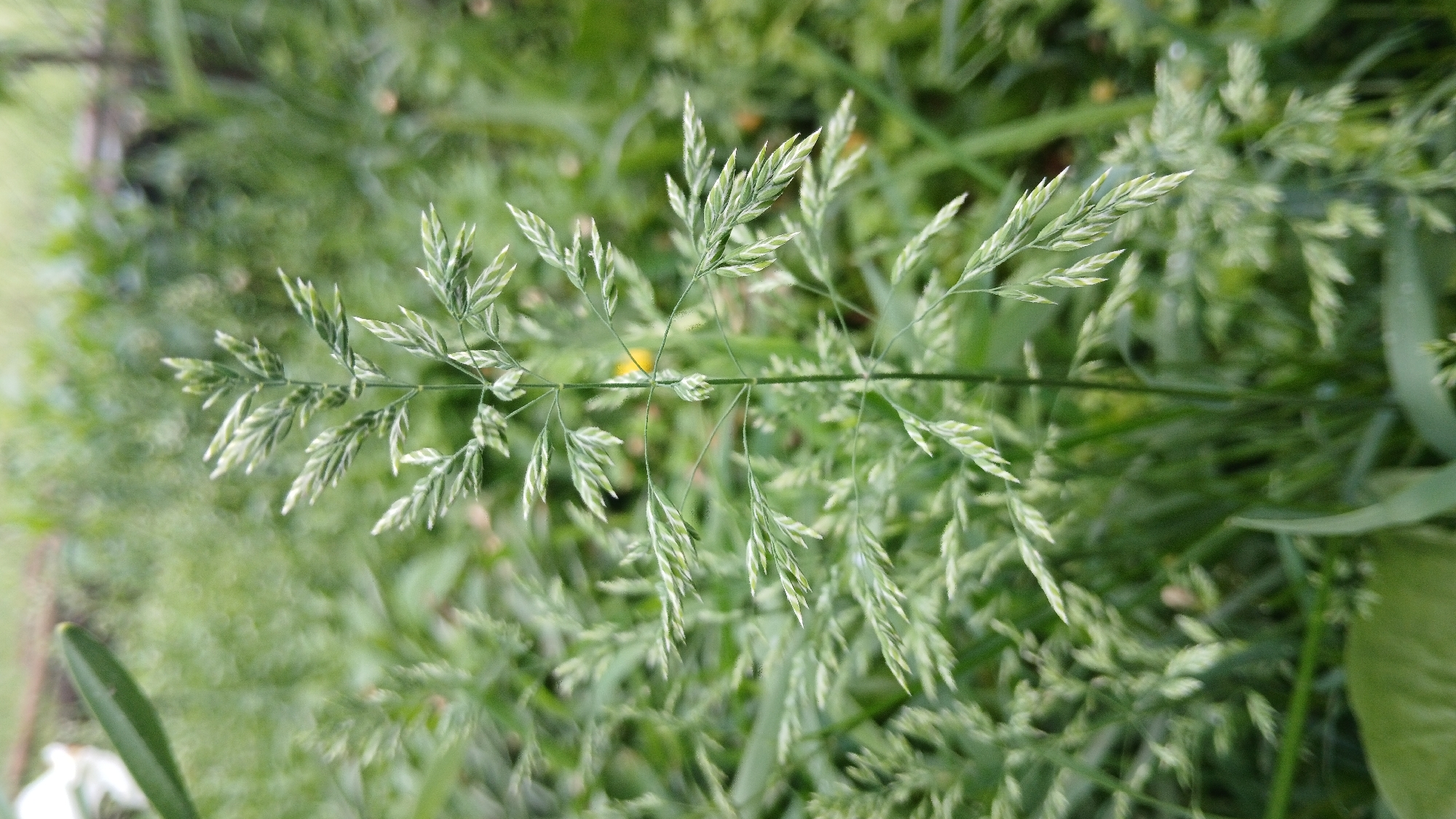 A close-up shot depicts a single stalk of grass, exhibiting a horizontal orientation across the frame. The grass features multiple branches extending from the main stem, each adorned with seed heads. The background is filled with a mix of green foliage, creating a soft, blurred backdrop. The location is Unknown, Unknown. There are no people visible in the frame.
