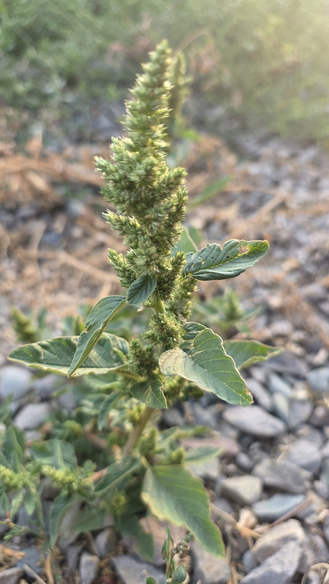 A solitary green plant with multiple leaves and a spiky, cone-shaped bloom at the top stands in a natural outdoor setting. The plant is positioned slightly off-center to the right, with its base emerging from a ground covered in small, gray pebbles and dry, light-brown debris. The background is blurred, showing a mix of green foliage and lighter-toned ground. The lighting suggests it is daytime, with a soft glow appearing in the upper right portion of the image, possibly indicating sunlight filtering through. No people or animals are visible, and no specific structures or city elements are discernable, making it impossible to definitively place the scene within Chuy, Kyrgyzstan based solely on the image.