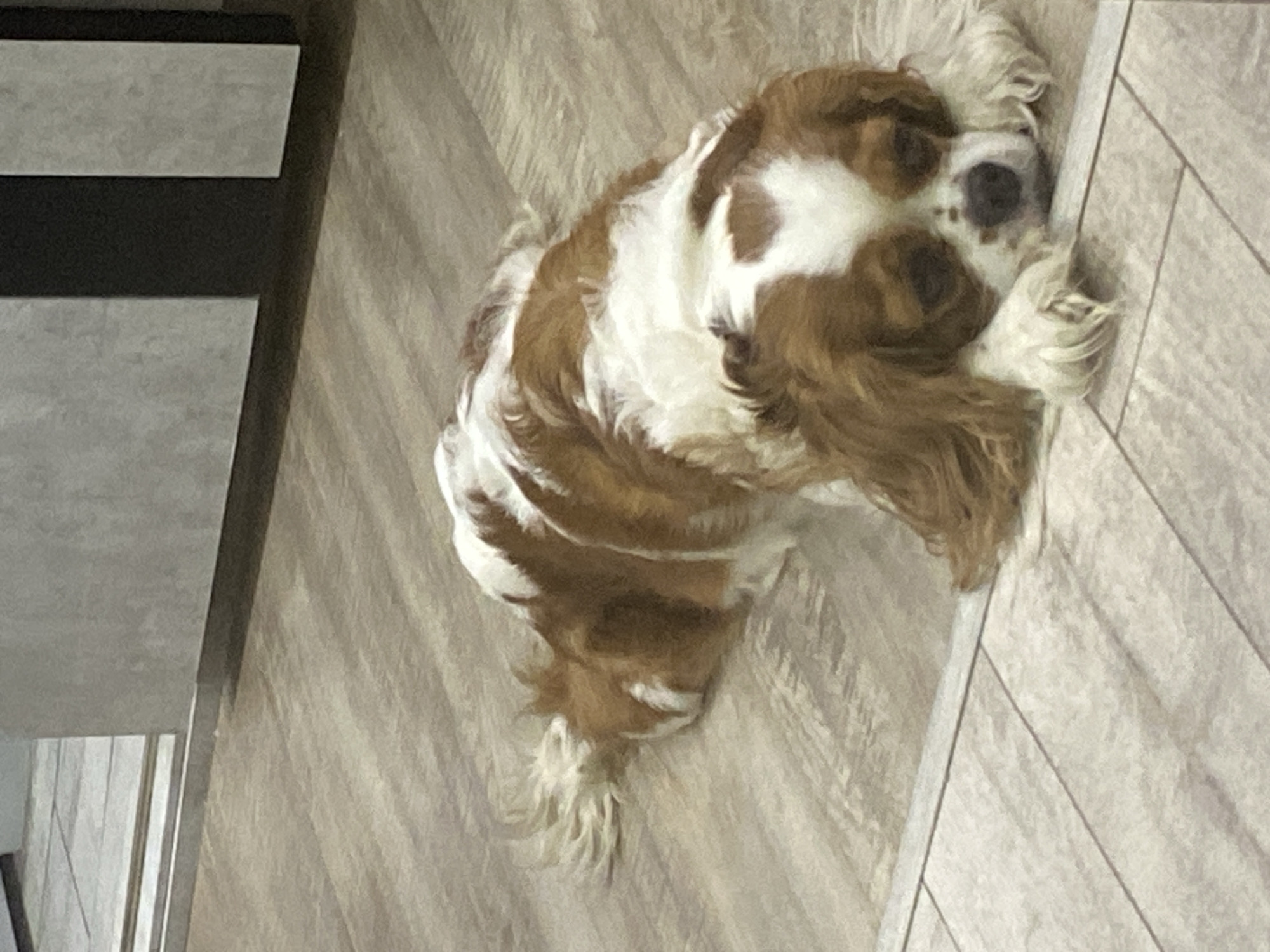 A brown and white Cavalier King Charles Spaniel is lying on a light-colored wooden floor. The dog is facing the camera, with its head resting on its paws. Its eyes are closed, and its expression is relaxed. The dog's fur is long and wavy, and its tail is curled behind it. The background of the image is a blurred wall with gray and black panels. The scene appears to be indoors, possibly in a home or a pet-friendly establishment.