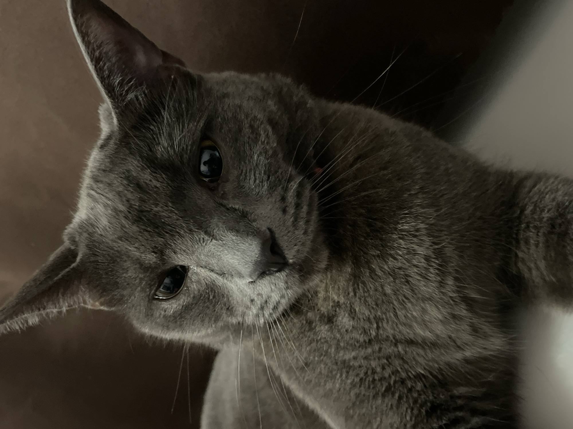 This is a close-up, indoor, eye-level photograph of a domestic shorthair cat. The cat is predominantly gray with yellow eyes. Its ears are pointed, and it has prominent white whiskers. The cat's gaze is directed slightly to the left of the camera. The background consists of a dark, textured surface, likely furniture. There is no visible connection to the city of Sochi, Russia, or any outdoor environment. The image captures a static pose of the animal.