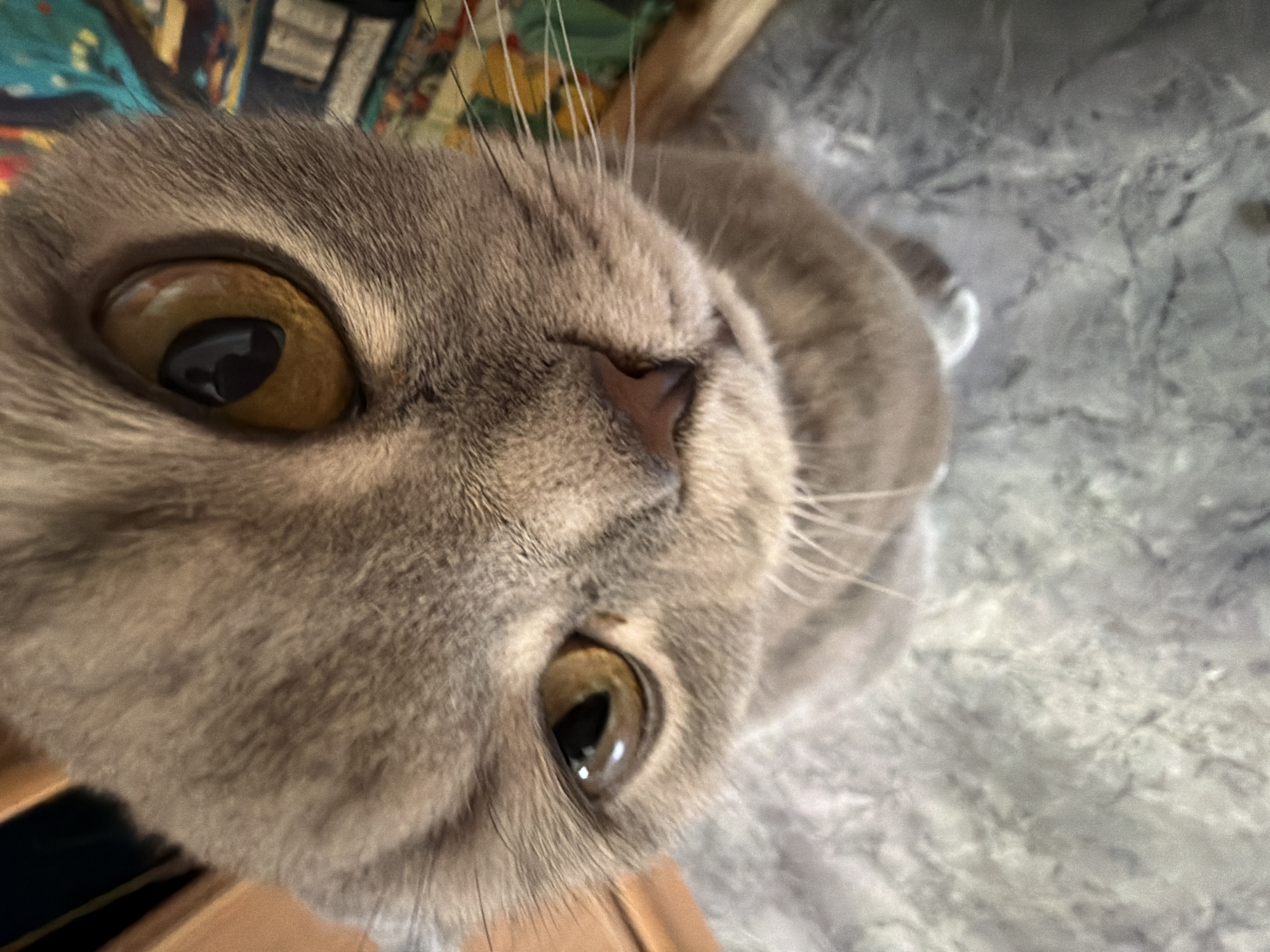An extreme close-up, high-angle photograph captures the curious face of a domestic cat. The cat, likely a British Shorthair or similar breed, has dense, solid grey fur with subtle fawn or lavender undertones. Its head is tilted slightly, and it gazes directly upwards at the camera. The wide-angle lens creates a distorted perspective, making the cat's large, round, amber-colored eyes appear particularly prominent, especially the one closer to the viewer. Its vertical pupils are dilated, reflecting light. A small, pinkish-brown nose, slightly wrinkled, is visible centrally on its face, from which several long, white whiskers protrude. The cat's expression conveys alertness and inquisitiveness. The background immediately behind its head features a blurred section of colorful, patterned fabric, with hues of blue, green, yellow, and red. To the right and below the cat, a soft-focus, light grey, mottled surface, possibly a floor or blanket, is visible. A dark, indistinct object is partially captured in the bottom left corner. The image appears to be taken indoors, under good lighting conditions. No text is present.