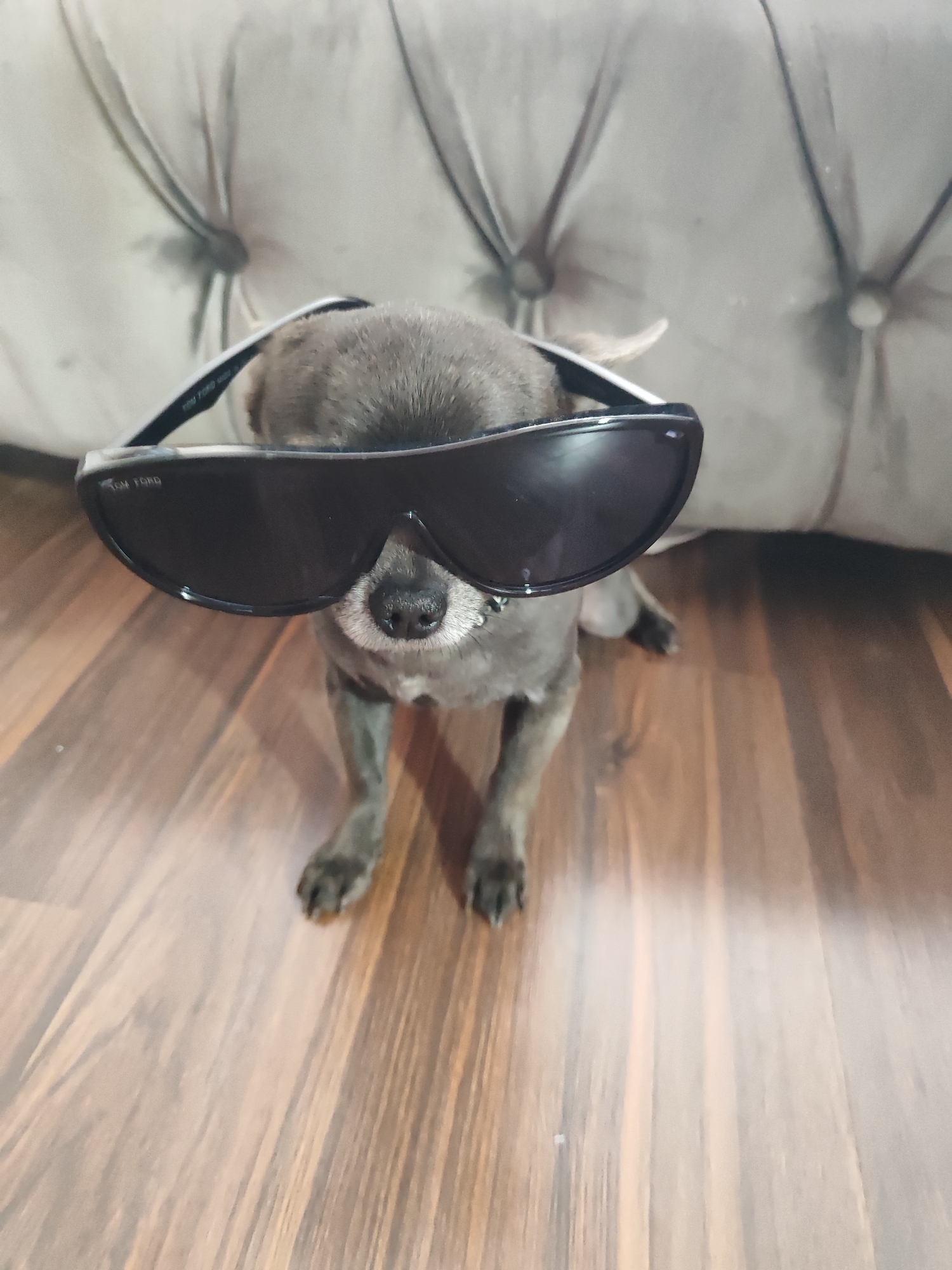 A small, grey-furred dog with a short snout is sitting on a wooden floor, wearing oversized black sunglasses. The dog is facing forward, looking directly at the camera. The sunglasses cover most of its face, with only its nose and a small portion of its mouth visible. The dog's ears are mostly hidden by the glasses. The background consists of a plush, light-colored sofa with button tufting. The floor appears to be made of wood planks with a visible grain. The lighting is somewhat dim, casting soft shadows. There is no discernible location in Almaty, Kazakhstan, mentioned or depicted in the image.