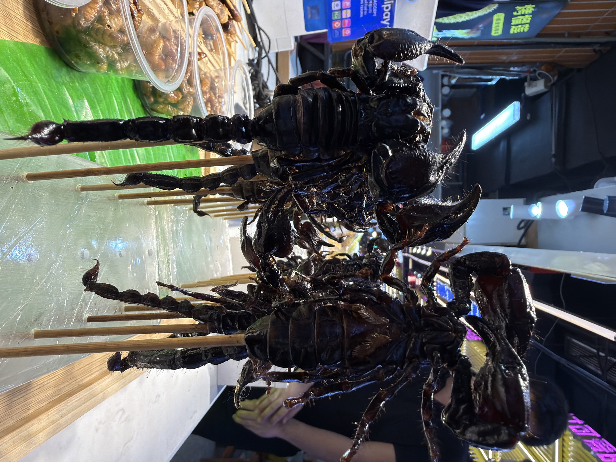 In Yuzhong District, China, this photograph captures a street food stall featuring several large, cooked scorpions displayed upright on wooden skewers. The scorpions are dark brown and appear to be deep-fried or grilled, with their segmented bodies, claws, and tails clearly visible. They are arranged in a row, standing on what looks like a clear, gel-like surface, possibly for display and to keep them stable. In the background, other food items are visible in clear plastic containers, some appearing to be insects. A person, partially visible, stands behind the display. The stall has a vibrant, commercial setting, with bright lights and signage in Chinese characters. The overall scene is a close-up view of an unusual food offering at a busy market or food street.