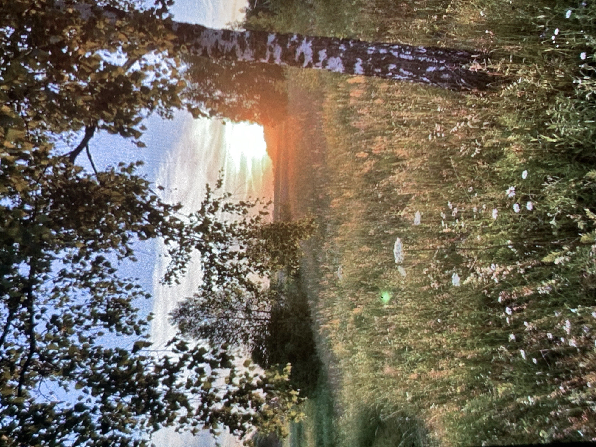 The image captures a tranquil sunset over a field in Nizhny Tagil, Russia. A mature birch tree with its characteristic white and black bark stands prominently on the right side of the frame, its branches extending towards the sky. The field is covered in tall, green grass and wildflowers, with some of the blooms appearing white and pink. In the background, a line of trees and shrubs creates a natural boundary for the field. The sky is a mix of blue and pale orange, with streaks of clouds suggesting the sun is setting behind a distant horizon. The overall impression is one of a serene and natural landscape, characteristic of the outskirts of a Russian city.