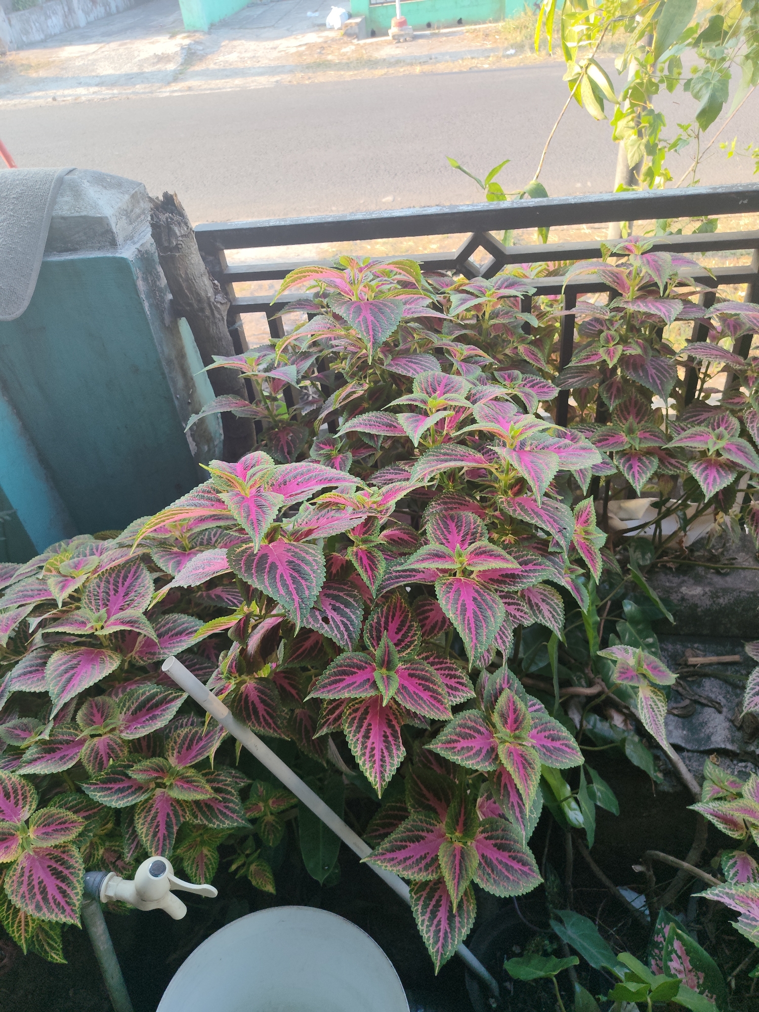 The image shows a cluster of coleus plants with vibrant pink and green patterned leaves, growing in a garden area. The plants are lush and dense, filling the foreground. Behind the plants, a black metal fence is visible, and beyond that, a street and buildings can be seen. The lighting suggests it is daytime, possibly morning or late afternoon, with sunlight casting shadows. A white faucet and a white bucket are also present in the lower left portion of the image. This scene is located in Manonjaya, Indonesia.