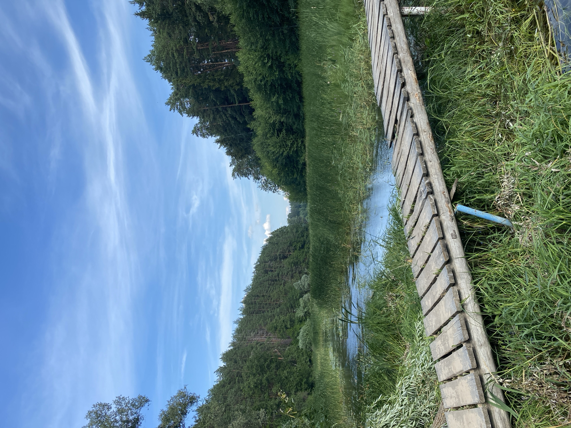 The image depicts a serene natural landscape, likely in the vicinity of Yal'chik, Russia, on a bright, partly cloudy day. In the foreground, a weathered wooden footbridge extends from the right side of the frame into the scene. The bridge is constructed from roughly hewn planks laid across two cylindrical logs, with grass growing densely around its supports.
The bridge leads to a calm body of water, possibly a river or a lake, bordered by lush green reeds and tall grasses. The water reflects the blue sky and the surrounding greenery.
Beyond the water, a dense forest of pine and deciduous trees covers a sloping hillside, creating a natural backdrop. The trees are a mix of dark green pine and lighter green foliage from deciduous varieties. The sky above is a vibrant blue, streaked with wispy white clouds, suggesting fair weather. The overall impression is one of tranquility and unspoiled nature. No people or animals are visible in the scene.
