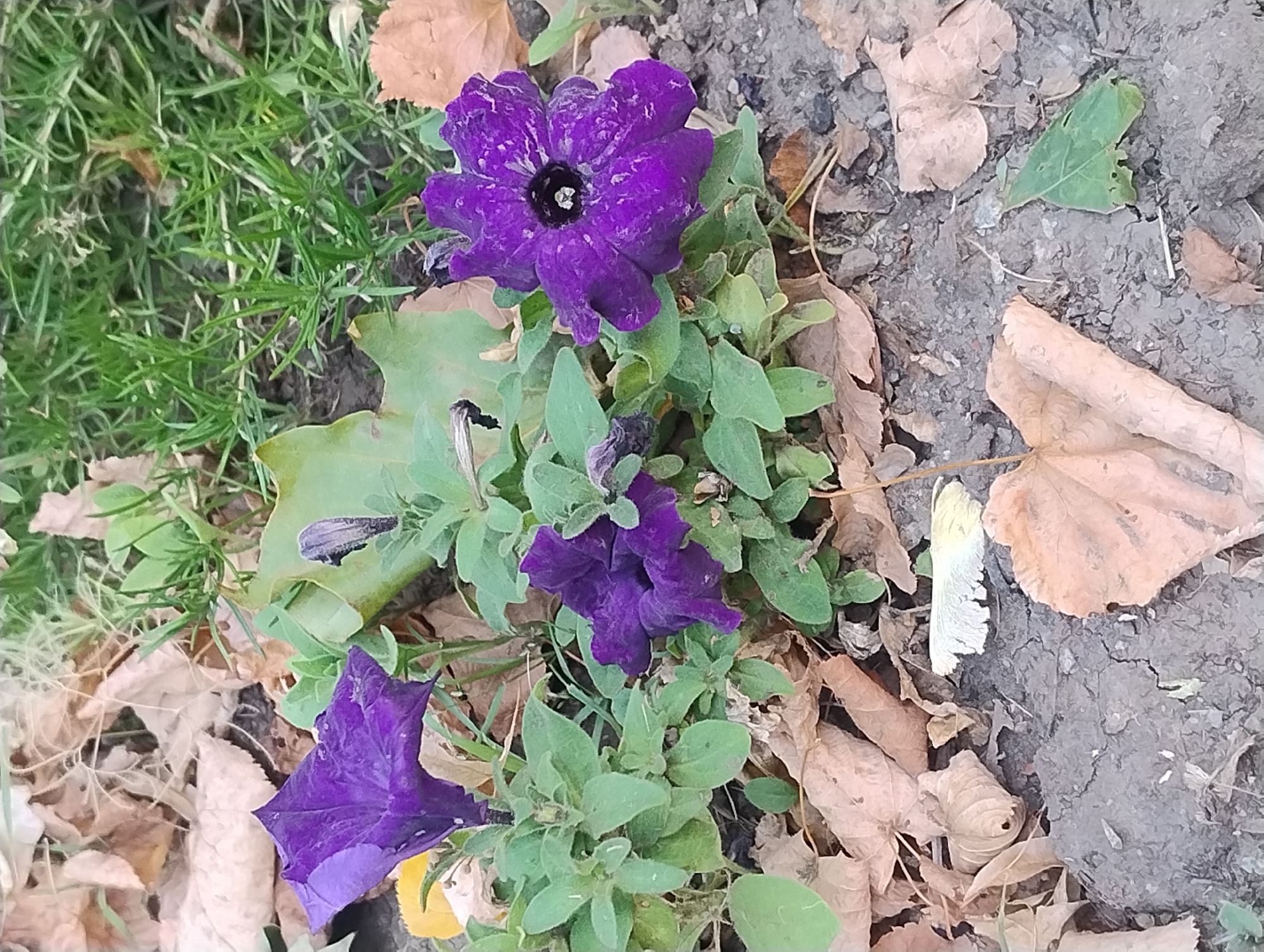 In an outdoor, ground-level shot, three purple petunia flowers are visible. Two of the flowers are in full bloom, with ruffled petals and dark centers. One flower is partially open, showing its trumpet-shaped form. The flowers are surrounded by lush green foliage and a backdrop of dry, fallen leaves. The ground beneath the plants is a mix of dark soil and more fallen leaves. Green grass is visible in the upper right corner. The image appears to have been taken in a garden or park setting, with no people or animals present.