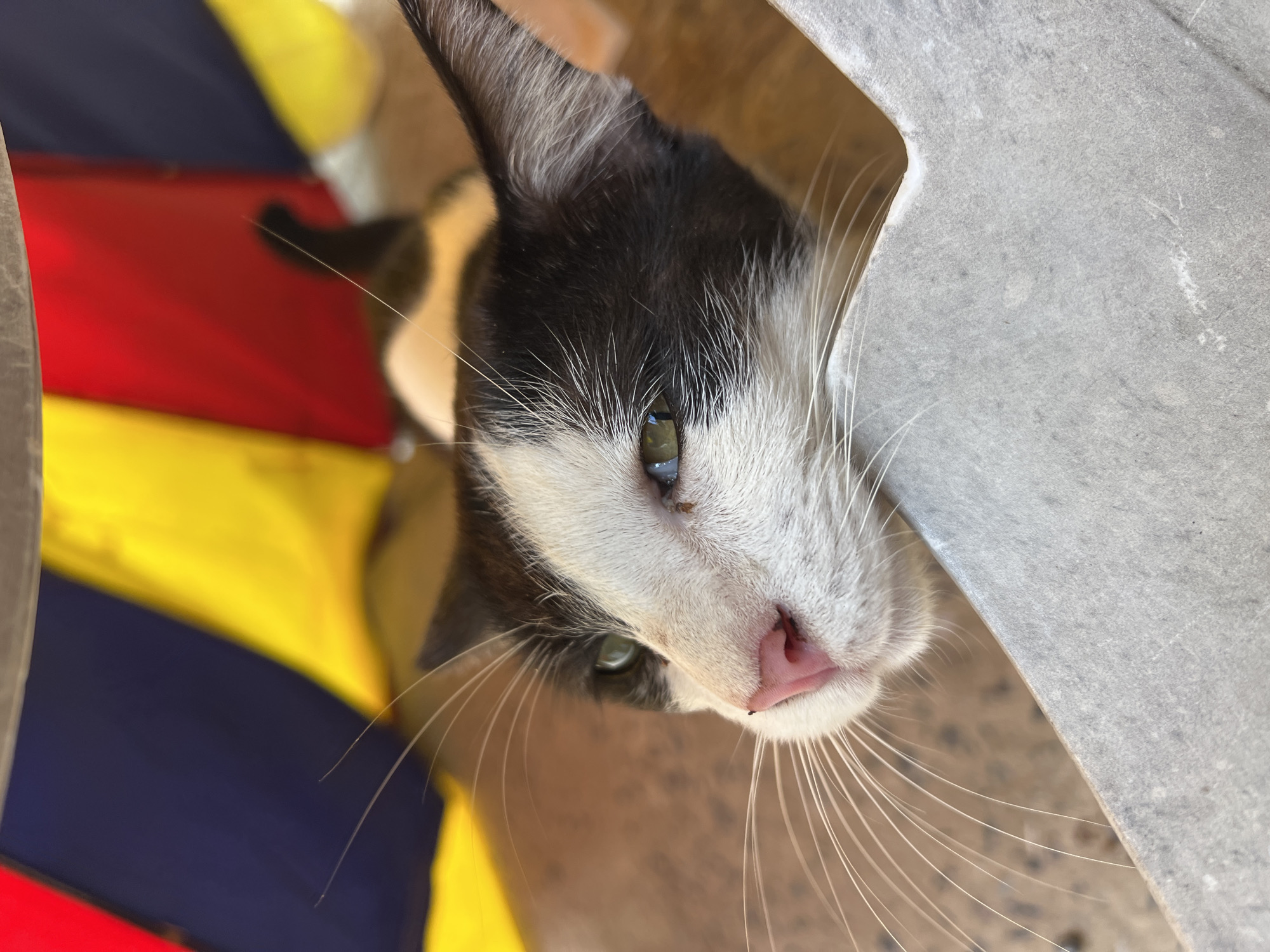 A close-up shot captures the head of a black and white cat peeking out from behind a light gray surface. The cat's left eye, a striking green, is visible and appears to be looking to the left. Its pink nose is slightly to the left of center, and long white whiskers fan out from its muzzle. Behind the cat, a brightly colored umbrella with sections of yellow, red, and blue is visible, suggesting an outdoor setting. The lighting is natural, casting soft shadows. The focus is sharp on the cat's face and the immediate foreground.