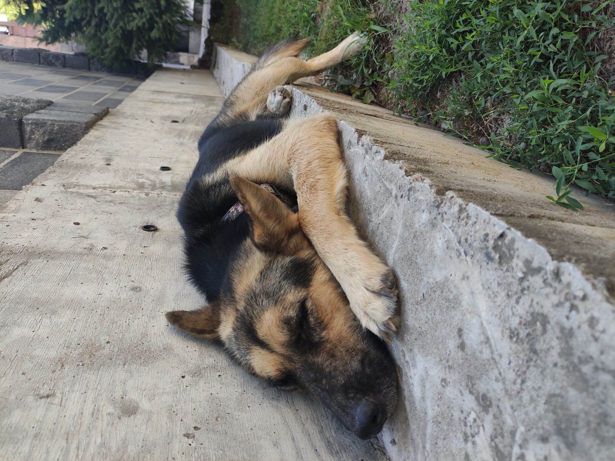A German Shepherd dog is sleeping on a concrete ledge outdoors. The dog is lying on its side with its head resting on its paws, and its eyes are closed. The dog's fur is black and tan. The concrete ledge is rough and appears to be part of a building's exterior. Behind the ledge, a dark stone wall with a grid pattern is visible, and to the right, a green tree and grass are present. The scene suggests a warm day, with the dog seeking a comfortable spot to rest. The image does not provide specific clues to pinpoint its location within the city of Almaty, Kazakhstan.