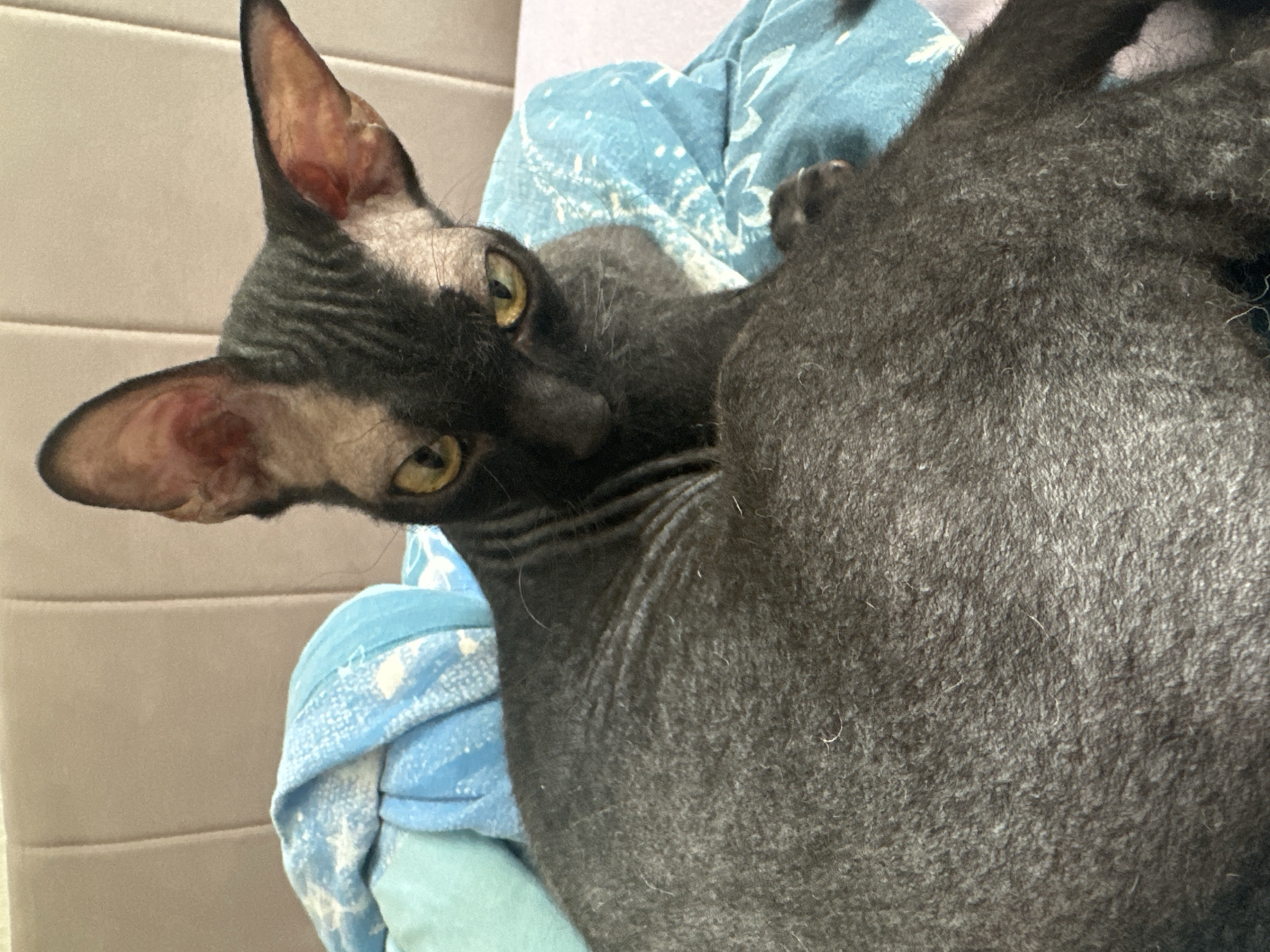 A black cat with wrinkled skin and large ears is lying on a bed next to blue and teal blankets. The cat's eyes are yellow and it is looking towards the camera. The background is a beige headboard. There is no information available about the location being in the city of Chaikovsky, Russia.