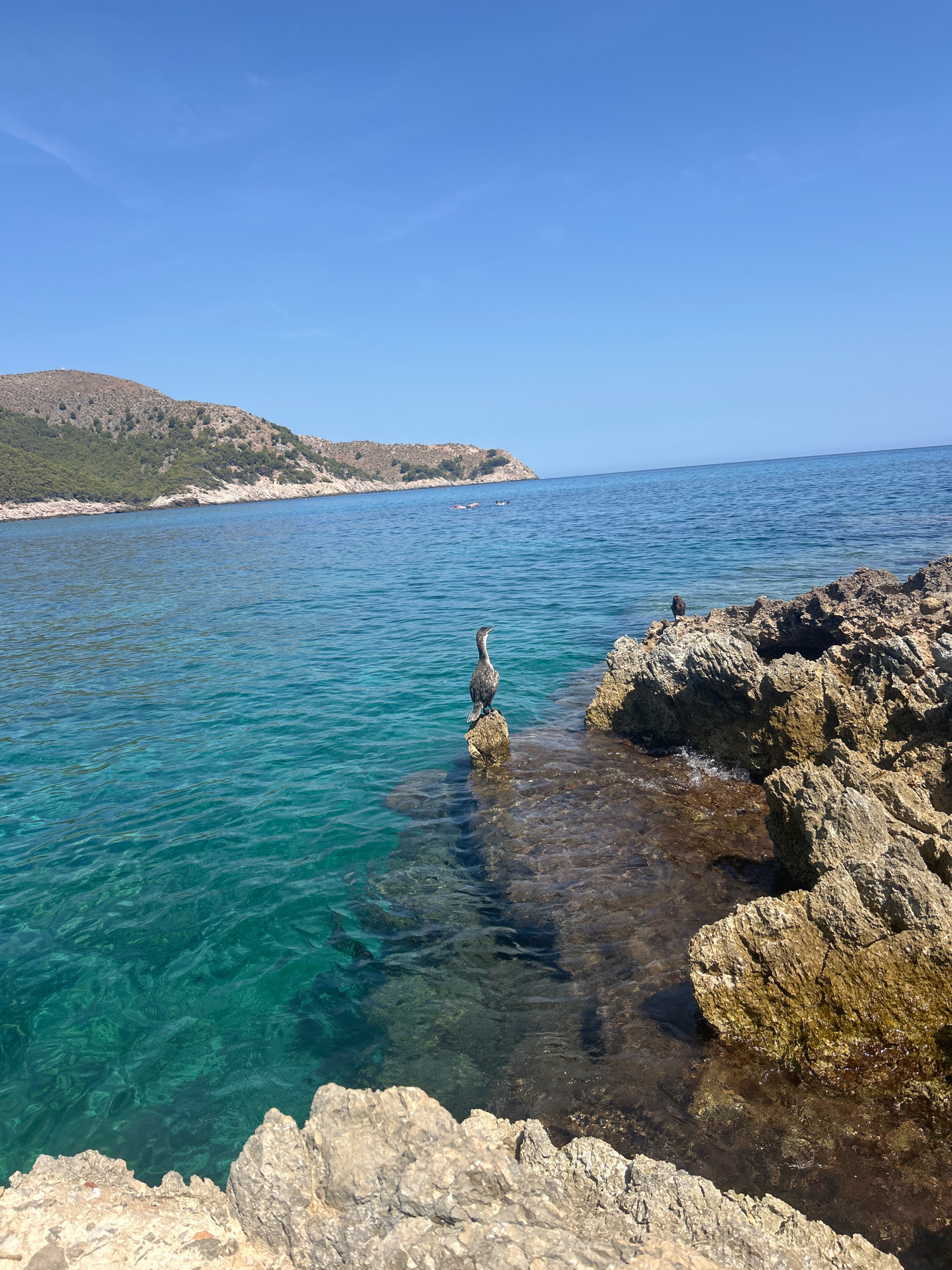 A cormorant stands on a rock in clear turquoise water near a rocky shore. In the background, a lush green and brown hillside slopes down to the sea under a bright blue sky. Another cormorant is perched on a rock further back, and a few distant figures can be seen in the water. The scene is likely Cala Lliteres, Spain, a coastal area known for its clear waters and rugged coastline.
