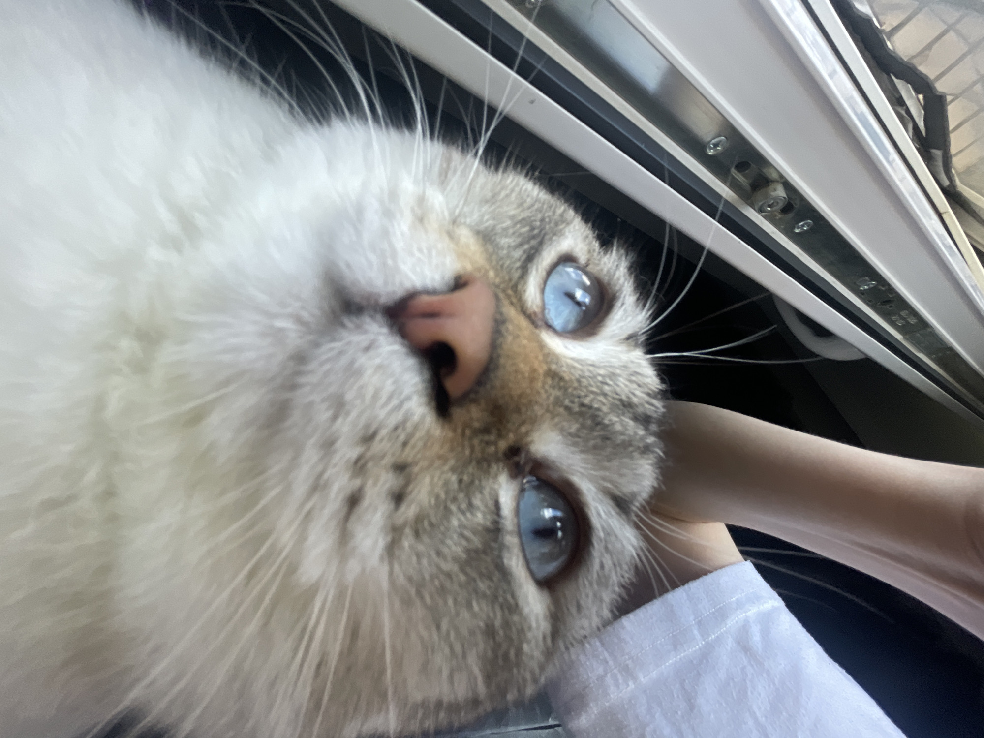 A close-up photograph captures the head of a domestic cat with striking light blue eyes, looking directly into the camera. The cat's fur is primarily white or cream, with subtle greyish-brown tabby markings on its face and forehead. Its nose is pink, and long white whiskers extend from its muzzle.
A human arm, covered by a white shirt sleeve, is visible in the lower right corner, appearing to hold or support the cat. The background suggests an enclosed indoor setting, likely the interior of a vehicle such as a car, bus, or train. This is indicated by the metallic and plastic panels, which feature visible screws and fittings, spanning the upper and right portions of the frame. The overall perspective is a low-angle shot, giving the impression that the photo was taken from below the cat's head, possibly a selfie-style shot by the person holding the cat.
The cat's wide eyes convey a sense of curiosity and alertness, engaging with the viewer. The lighting is bright, illuminating the cat's features against a darker, indistinct background. The image captures a moment of close interaction. No legible text is visible in the photograph. This image was taken in Votkinsk, Russia.
