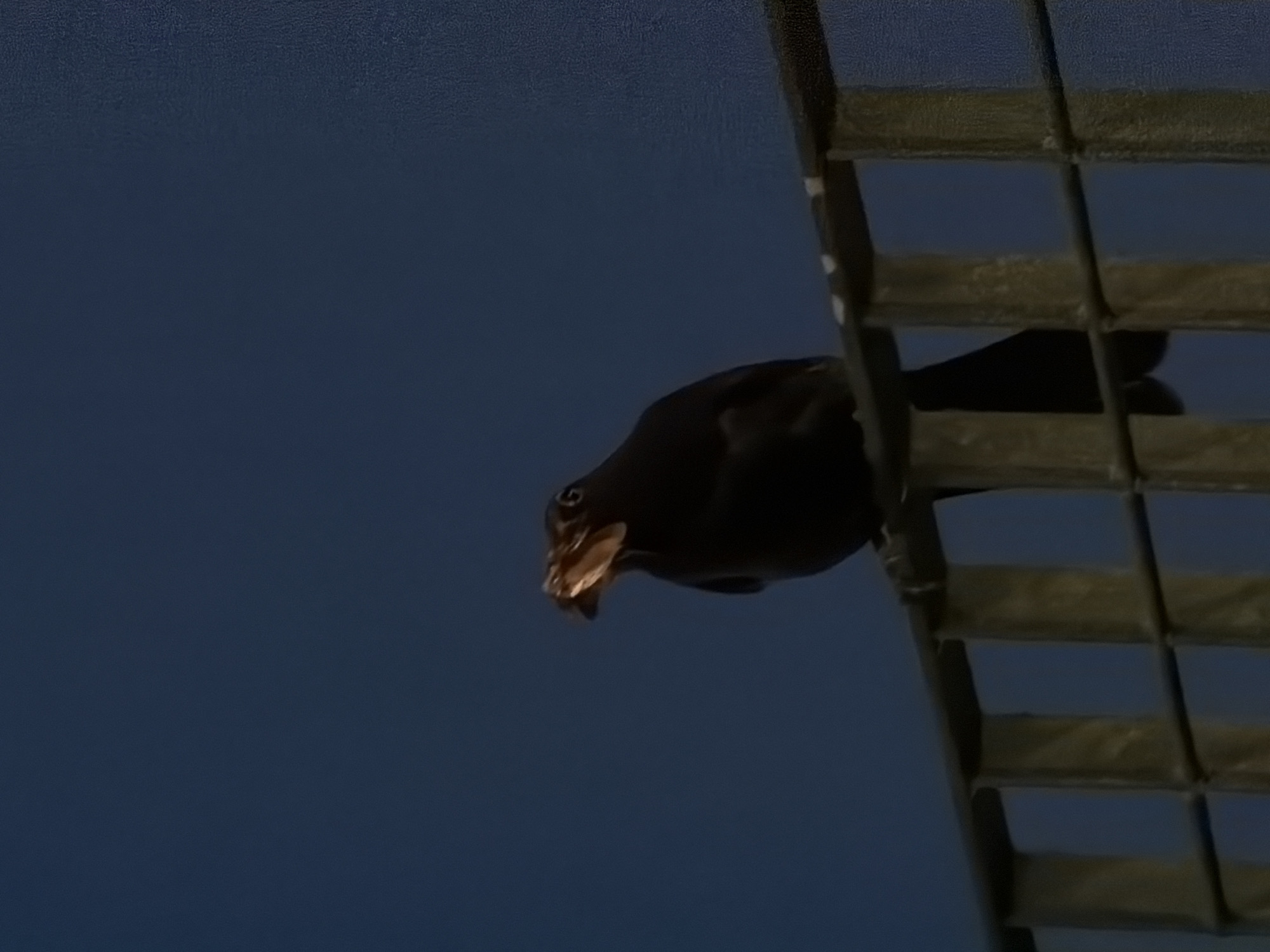 A black bird with food in its beak sits on a metal fence. The bird is positioned centrally in the frame, with its head tilted upwards. The background is a dark blue sky. The fence is made of parallel metal bars with square openings. The scene is not specific to Olbia, Italy.