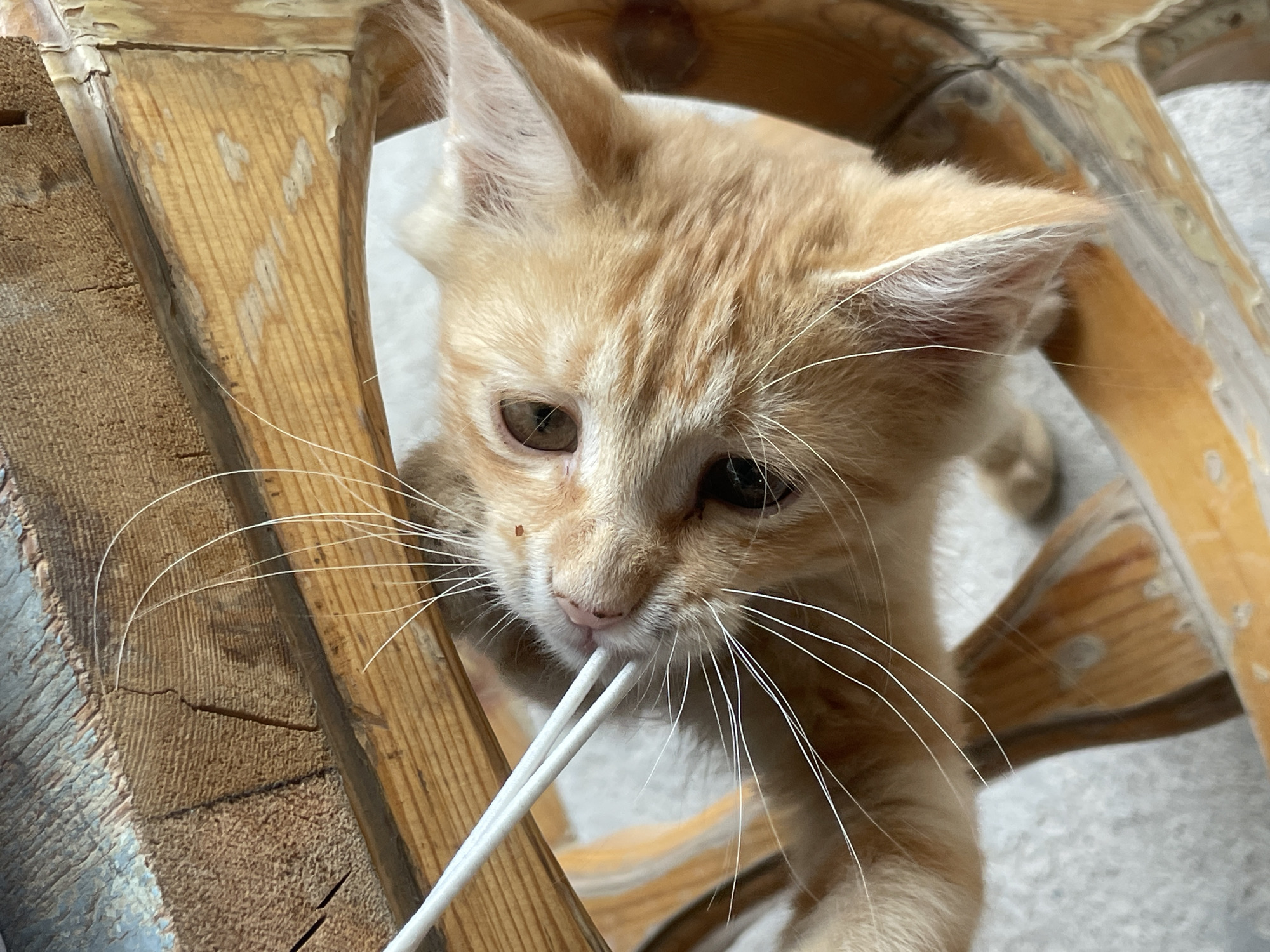An orange tabby kitten is shown from a high angle, with its head tilted upwards and to the right. The kitten has wide, bright eyes and a pink nose. It appears to be interacting with a white object, possibly a piece of string or a swab, which is held close to its face. The kitten's whiskers are long and spread out. It is positioned between two wooden structures, which appear to be part of a table or chair. The wood is rough and weathered, with visible grain and some peeling paint or varnish. The background is a light gray, textured surface, possibly a floor. The lighting is bright, casting shadows that highlight the textures of the wood and the kitten's fur. The scene is indoors, likely in a domestic setting. This image was not taken in Tashkent, Uzbekistan.
