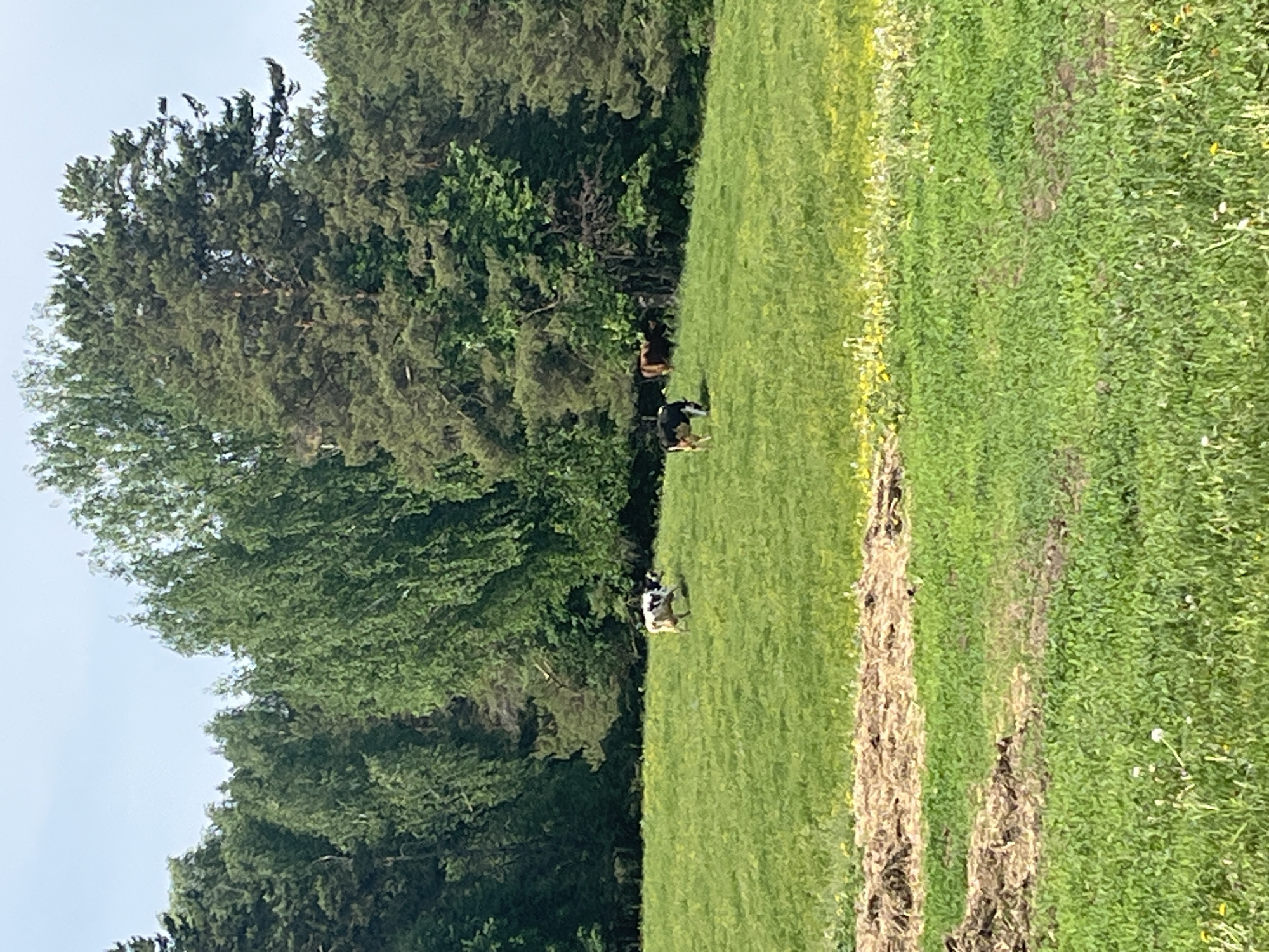 The image depicts a pastoral scene in Unknown, Unknown. A grassy field occupies the majority of the frame. Several cows are present in the middle distance, one of which is black and brown, another black and white. A line of trees forms a backdrop to the field. The sky is visible in the upper left corner. A bare patch of land bisects the field in the foreground.