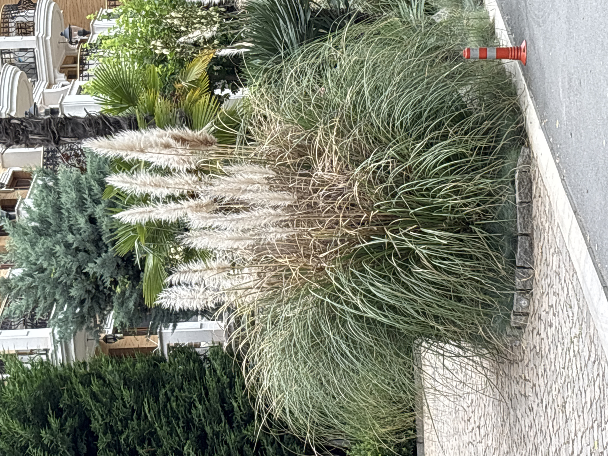 A large ornamental grass clump with fluffy, light-colored plumes stands prominently in the foreground, partially obscuring a paved walkway. The grass is surrounded by a low stone border. Behind the grass, a variety of trees and plants are visible, including tall evergreen trees, palm fronds, and other lush greenery. In the background, a multi-story building with ornate balconies and architectural details can be seen. A bright orange and white traffic cone is situated on the right edge of the frame, next to an asphalt road. The scene is set in an urban environment, likely a garden or courtyard area within the city of Nesebar, Bulgaria. There are no people or visible actions in the image.