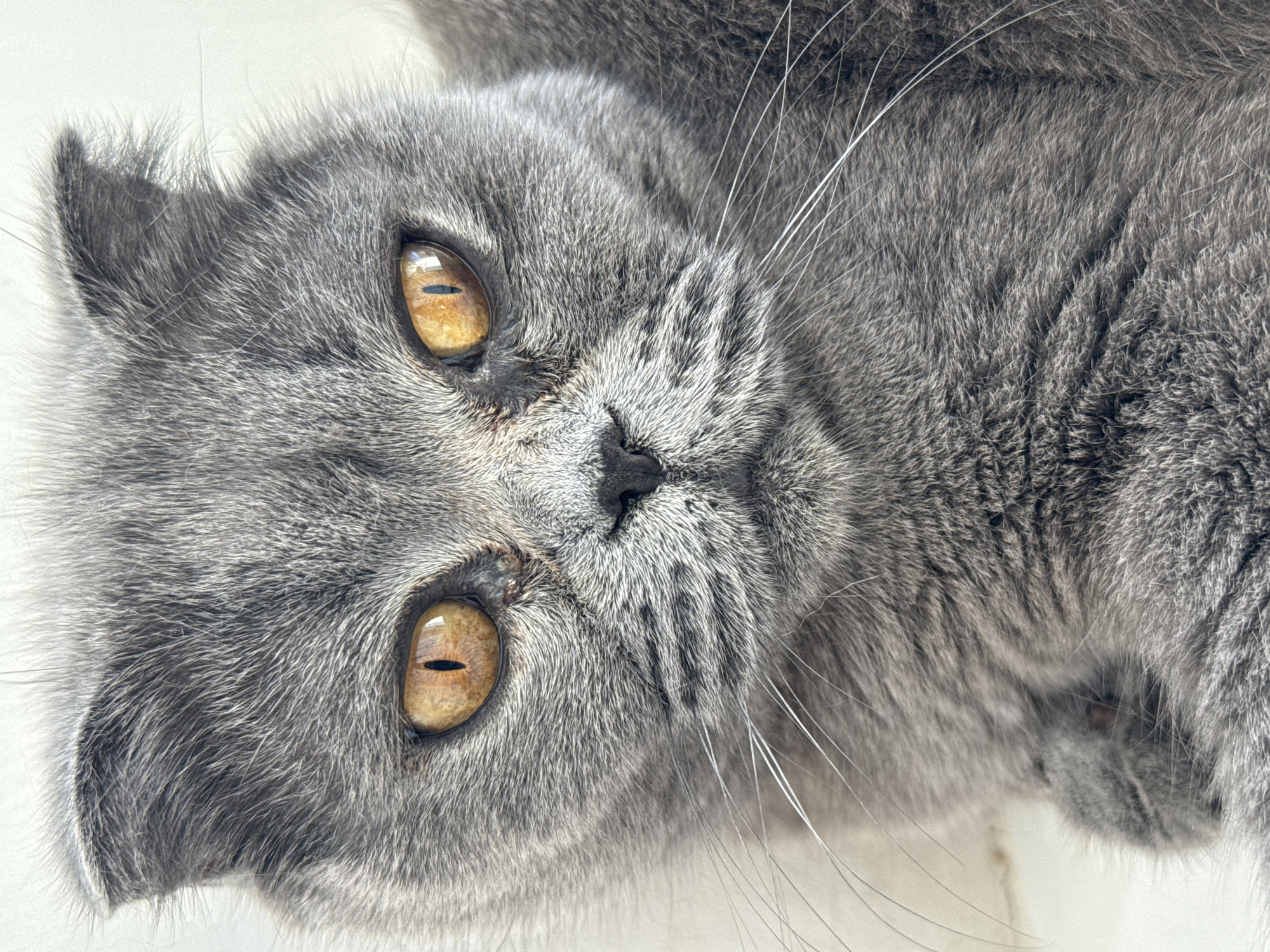 The image is a close-up portrait of a grey Scottish Fold cat. The cat has large, expressive amber eyes with vertical pupils. Its ears are folded forward, a characteristic of the breed. The fur is short and dense, with subtle tabby markings on its face and body. The cat's whiskers are long and white, fanning out from its muzzle. The background is a plain, light-colored surface, likely a wall or furniture. The lighting is soft and diffused, highlighting the texture of the cat's fur and the details of its face. There are no people or any other discernible objects in the image. The location of this image within the city of Bălți, Moldova, cannot be determined from the visual information provided.
